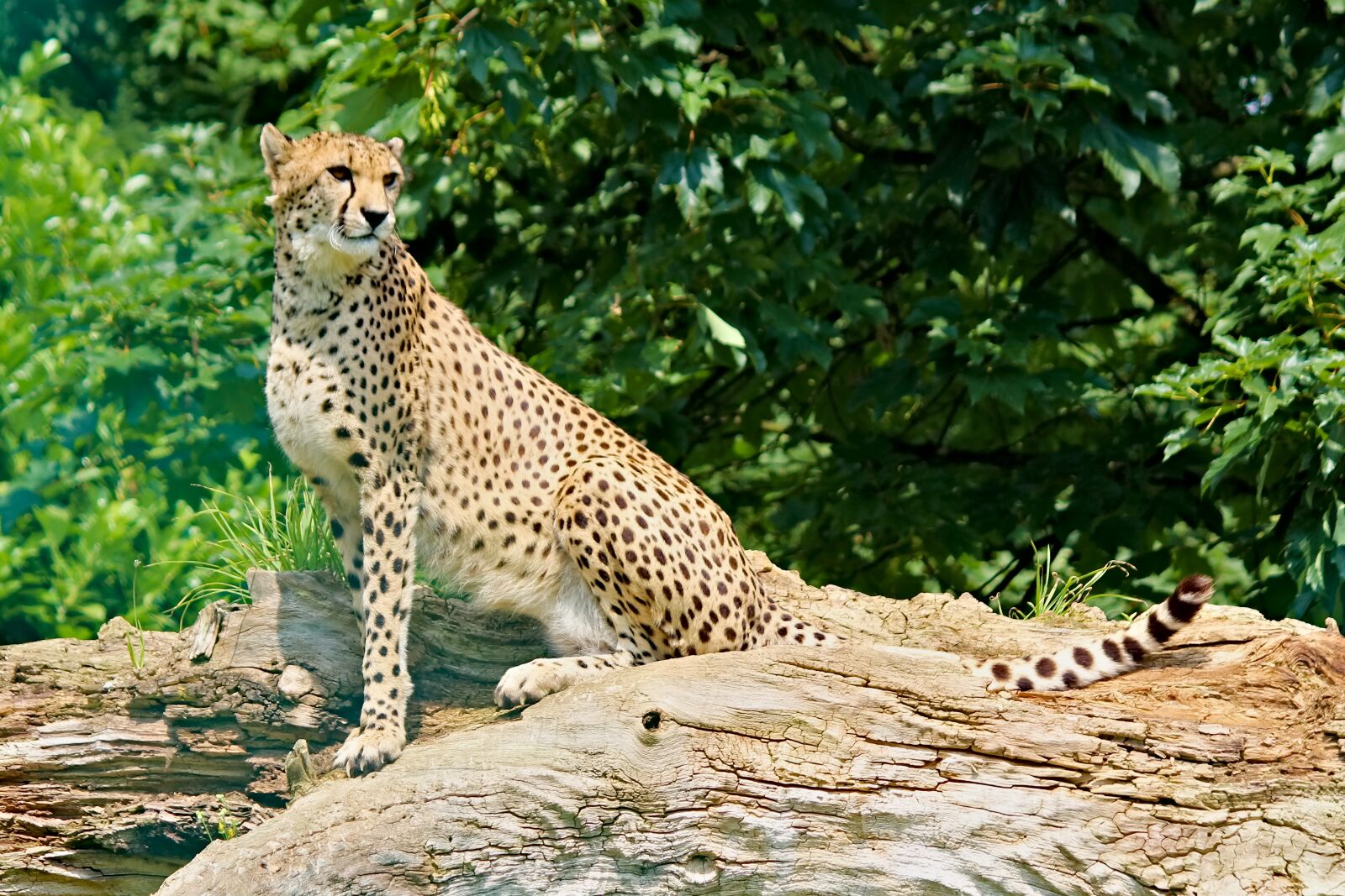 Canon EOS 550D (EOS Rebel T2i / EOS Kiss X4) sample photo. Cheetah, slim, sitting photography