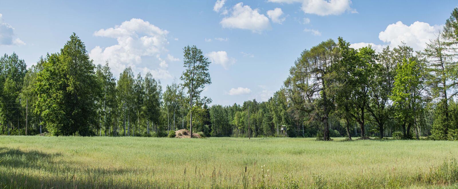Nikon D5200 sample photo. Landscape, season, forest photography