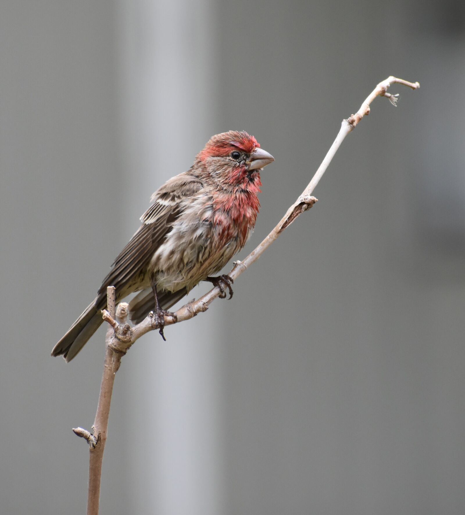 Nikon D7200 sample photo. Bird, nature, wildlife photography