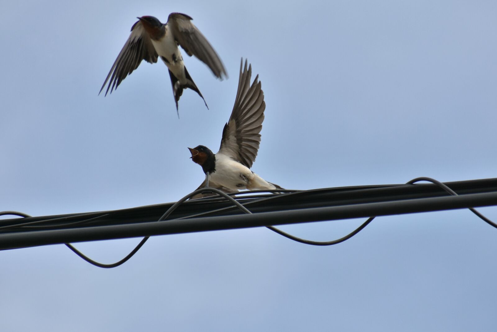 Nikon D7200 sample photo. Animal, sky, electric cable photography