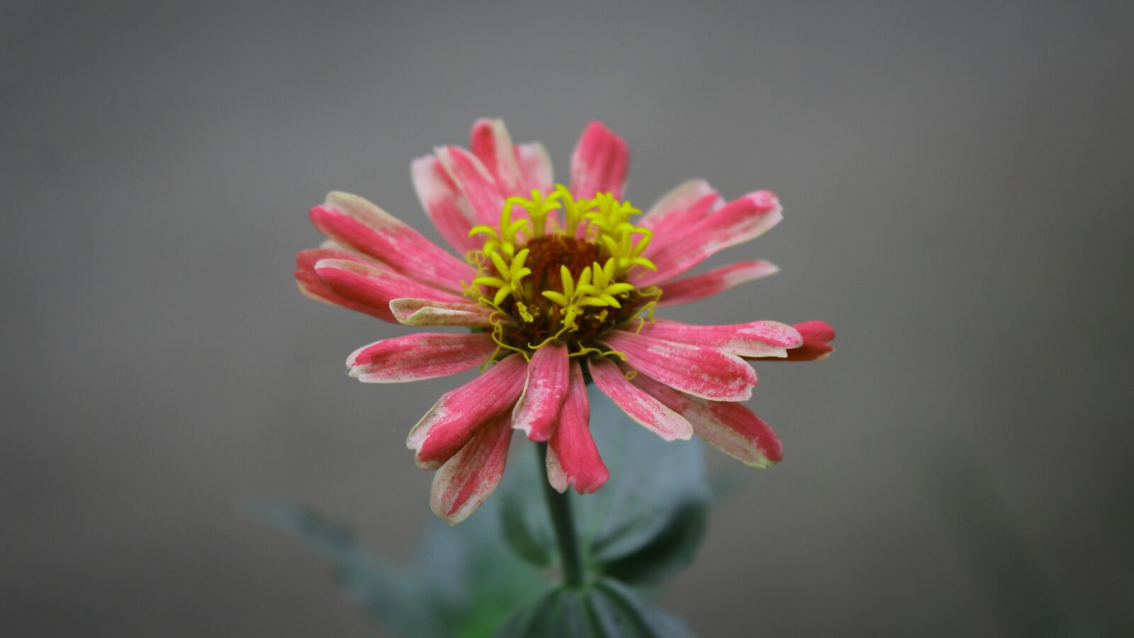 Canon EOS 1300D (EOS Rebel T6 / EOS Kiss X80) sample photo. Flowers, beautiful, gorgeous photography