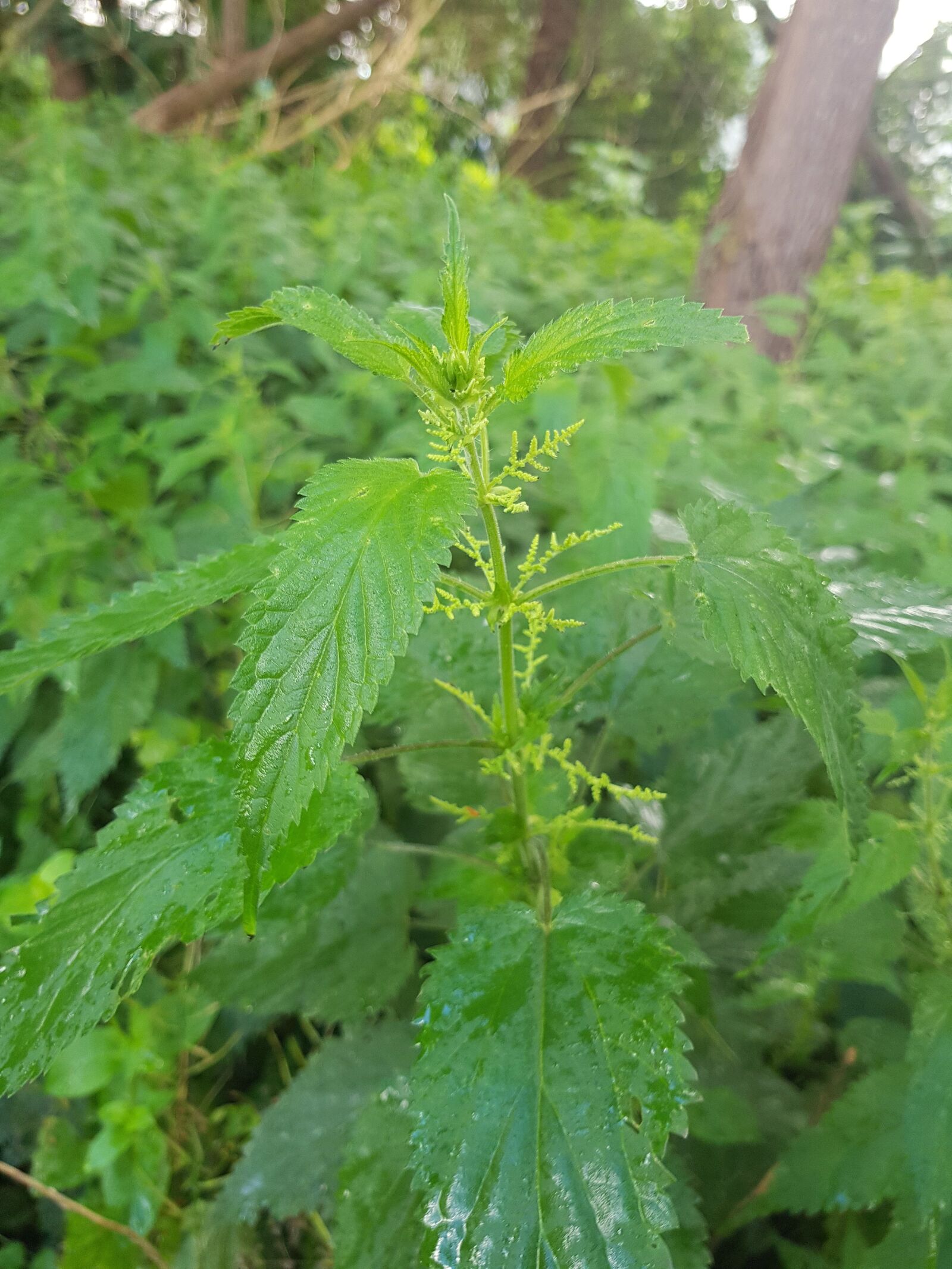 Samsung Galaxy S8 sample photo. Brennessel, nature, medicinal plant photography