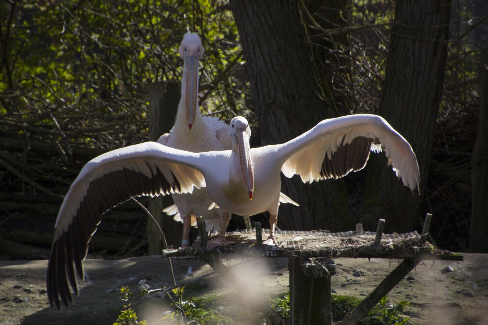 Canon EOS 60D sample photo. Pelikan, bird, nature photography