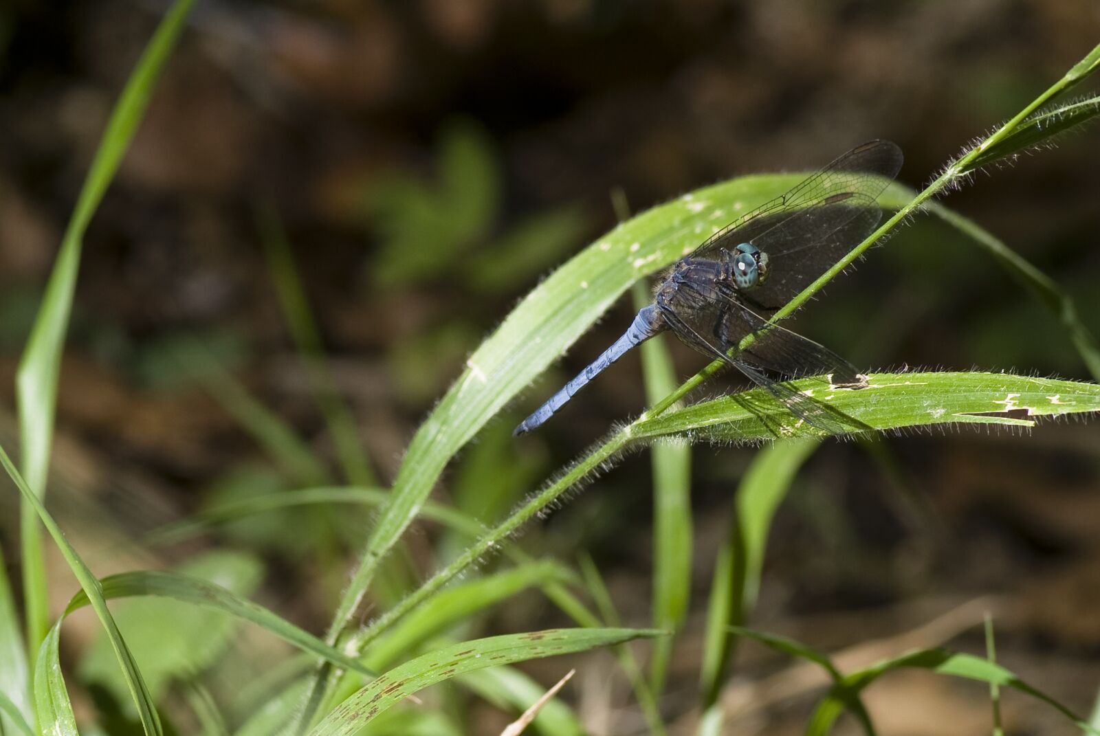 Pentax K-30 sample photo. Dragonfly, tuscany, blue photography