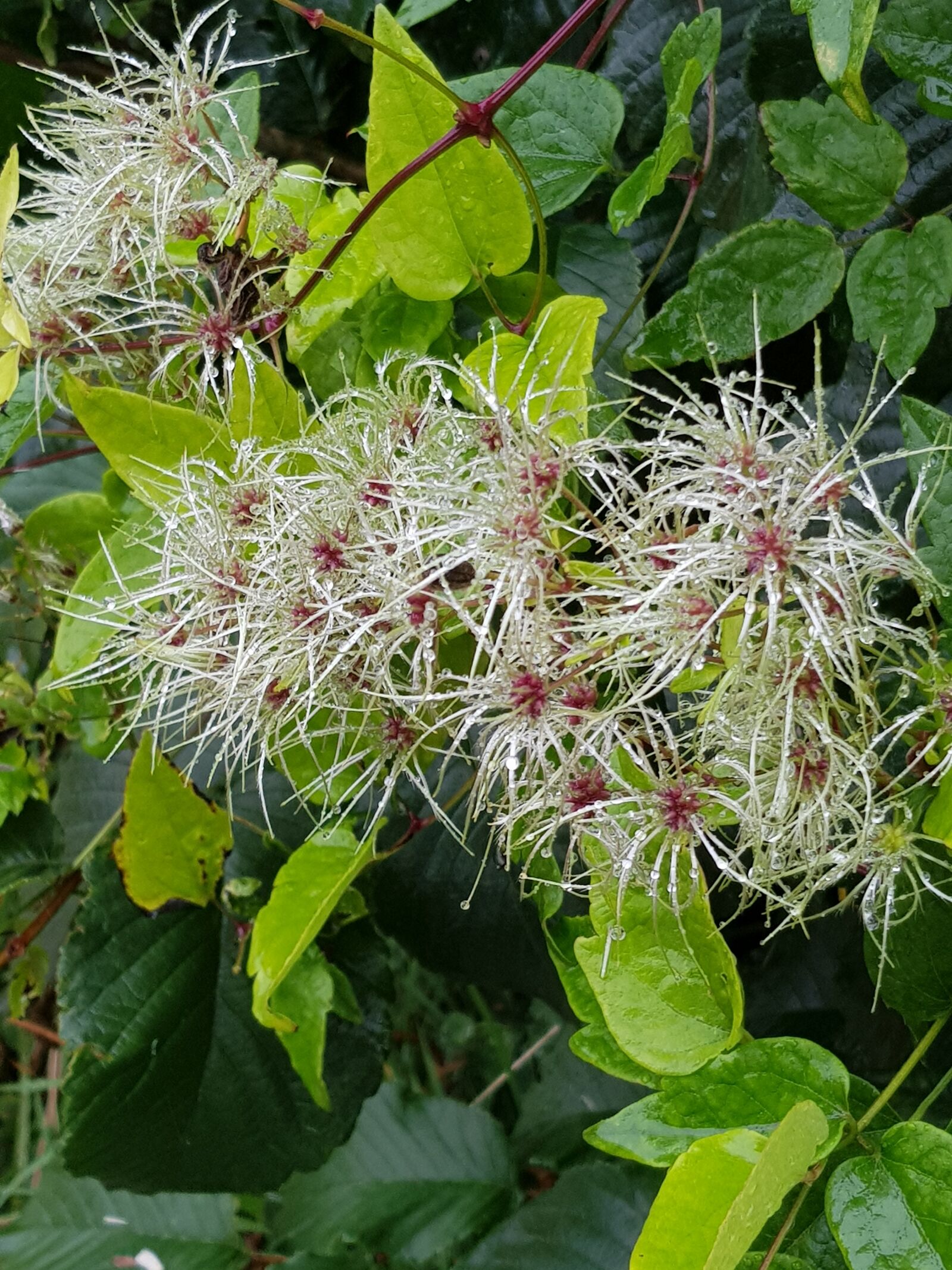 Samsung Galaxy S8 sample photo. Green, beautiful, flowers photography