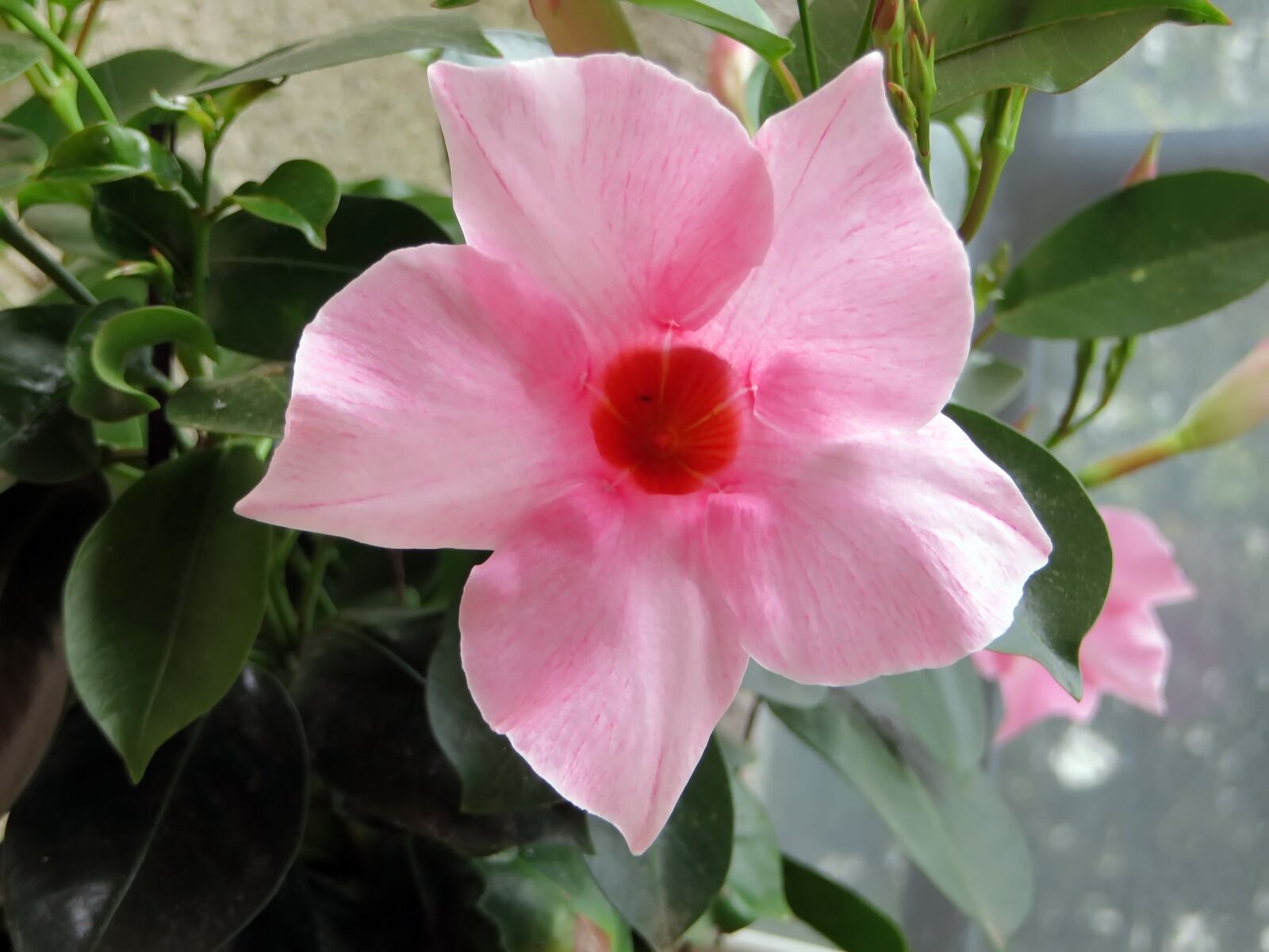 Canon PowerShot SX270 HS sample photo. Mandevilla, flower, pink photography