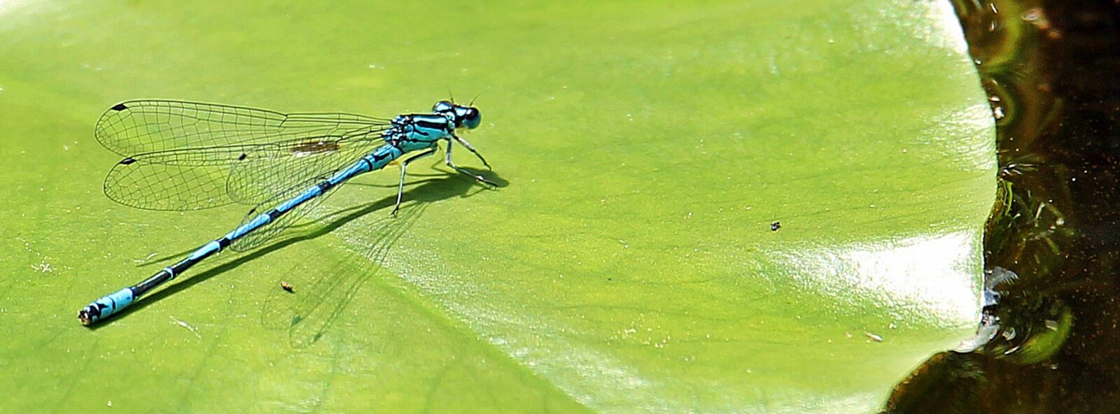 Canon EOS 550D (EOS Rebel T2i / EOS Kiss X4) sample photo. Dragonfly, blue, blue dragonfly photography