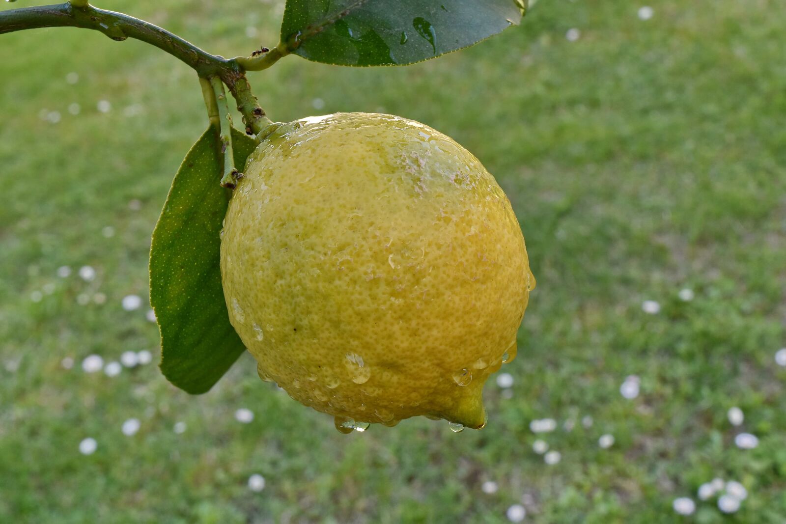 Nikon D5500 sample photo. Orchard, citrus, food, healthy photography