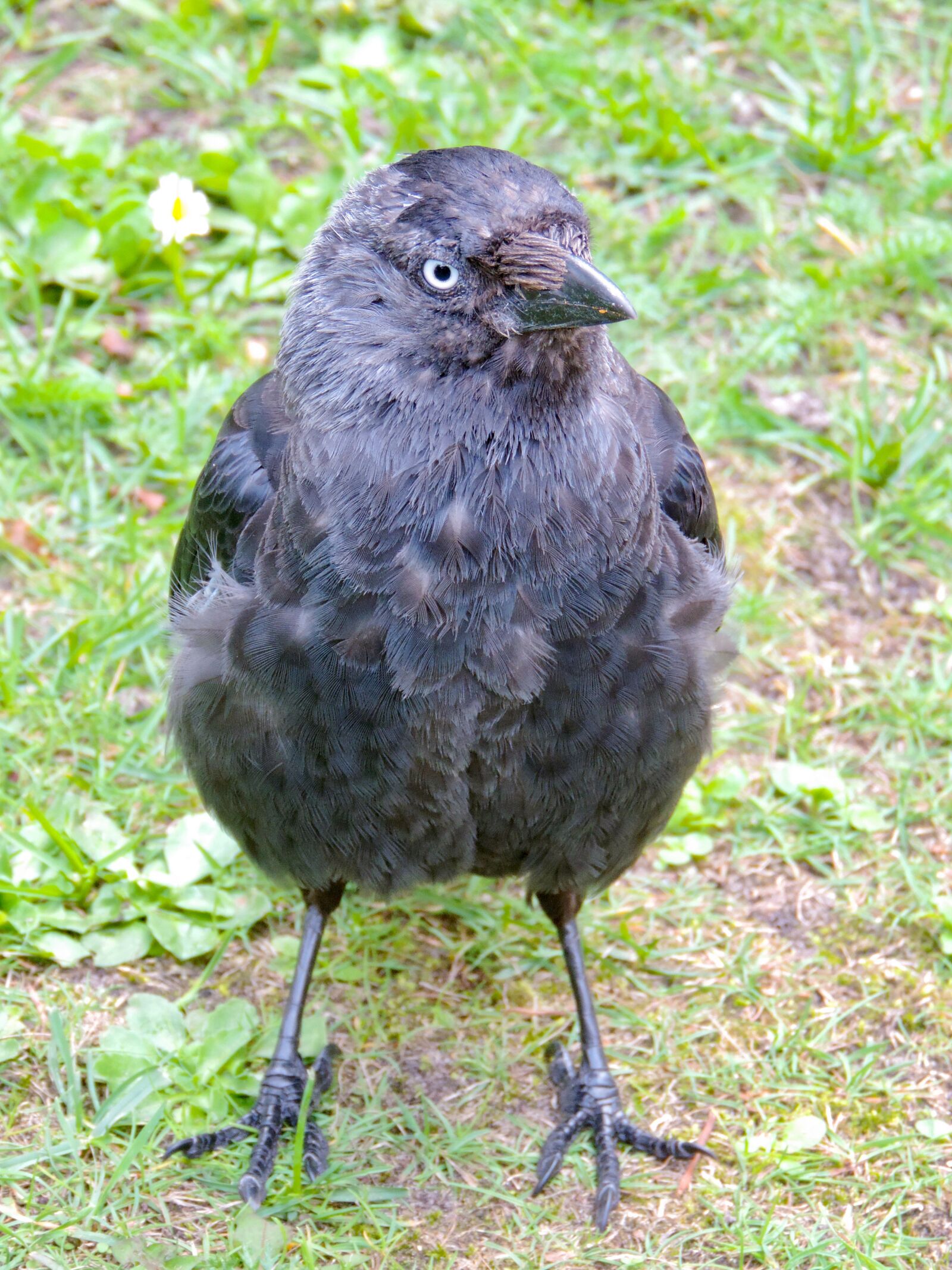Nikon Coolpix P520 sample photo. Jackdaw, raven bird, corvus photography