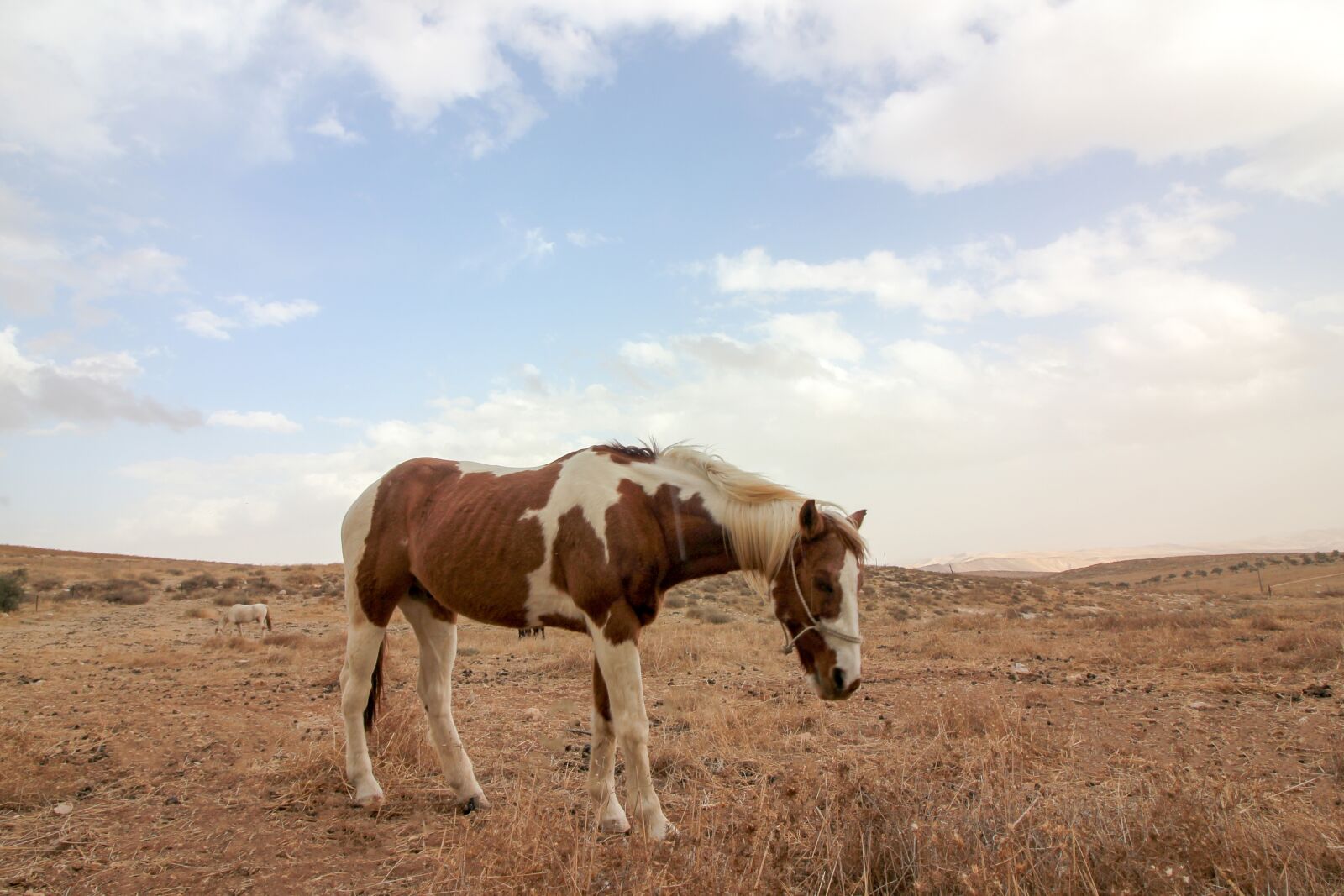 Canon EOS 550D (EOS Rebel T2i / EOS Kiss X4) sample photo. Horse, animals, nature photography