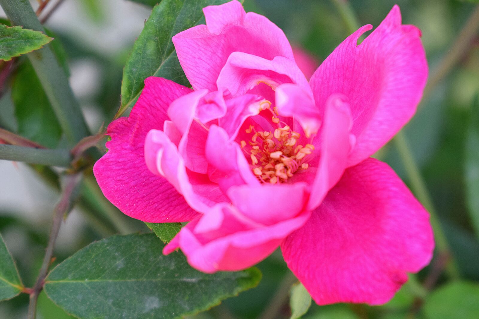 Nikon D3300 sample photo. Rose, flower, nature photography