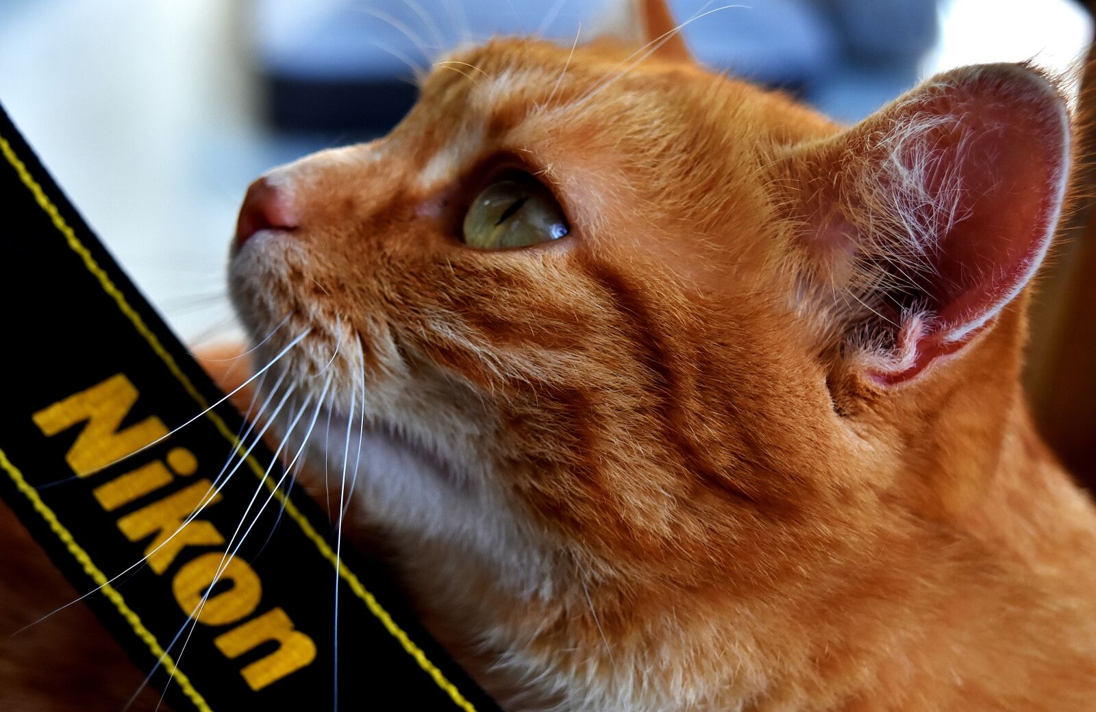 Nikon D7200 sample photo. Cat, mackerel, nikon photography