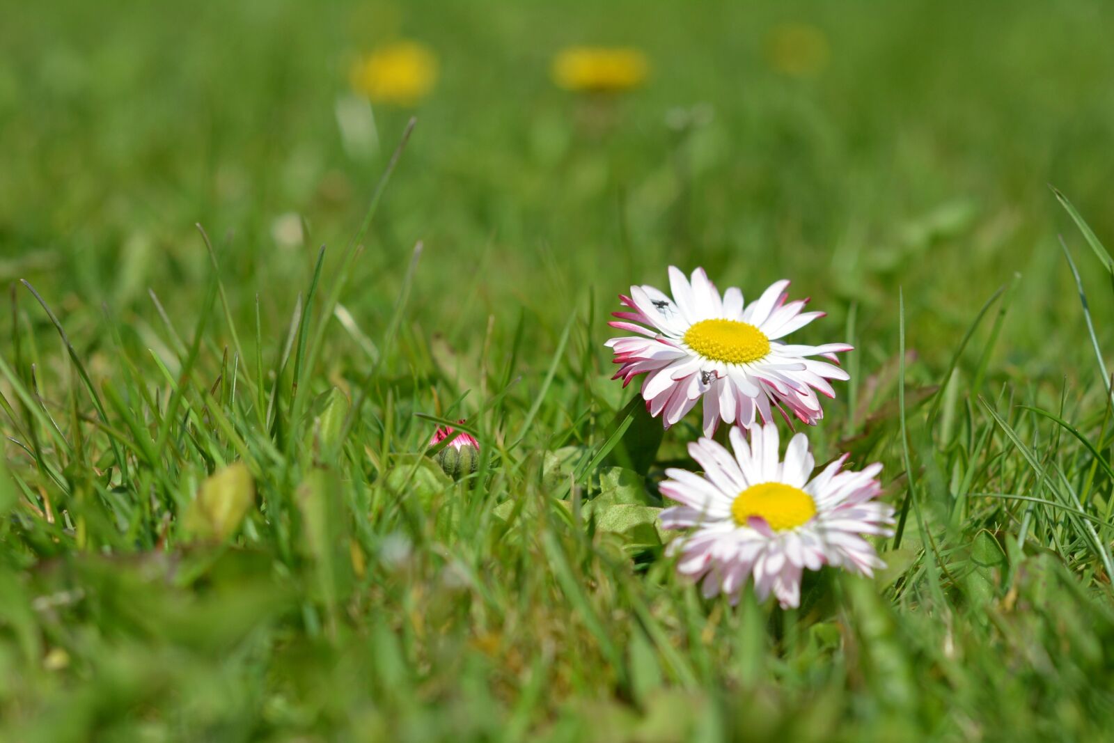 Nikon D5200 sample photo. Daisy, daisies, grass photography