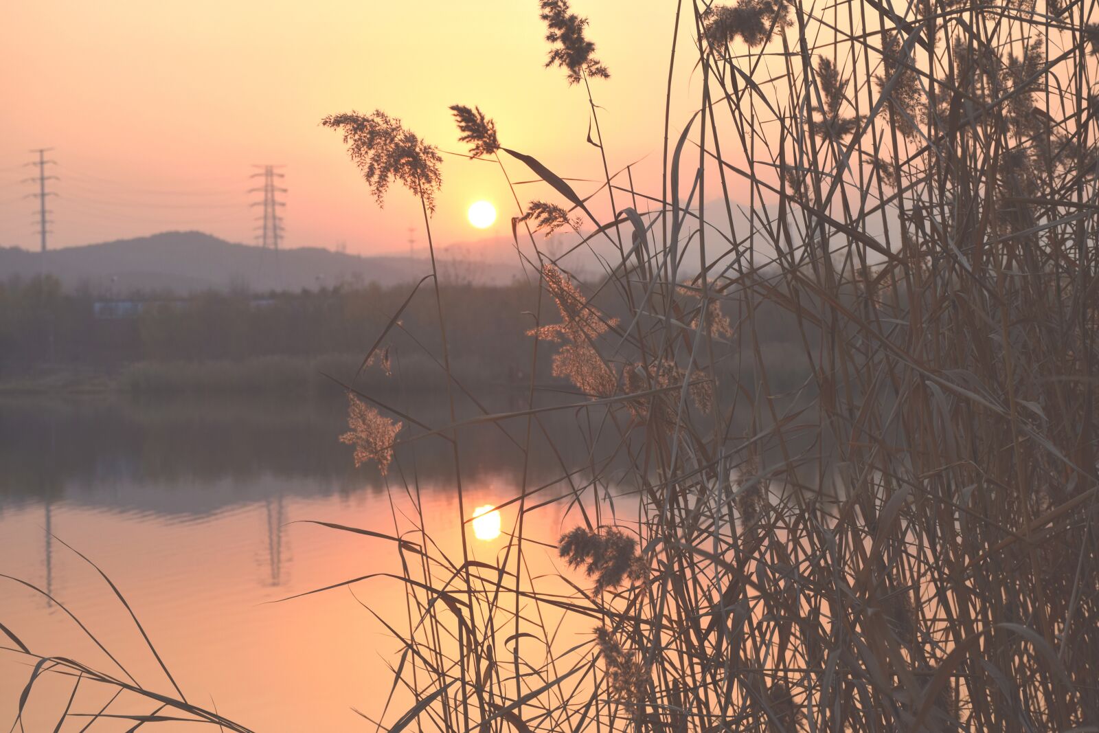 Nikon D5300 sample photo. Sunset, reed, riverside photography
