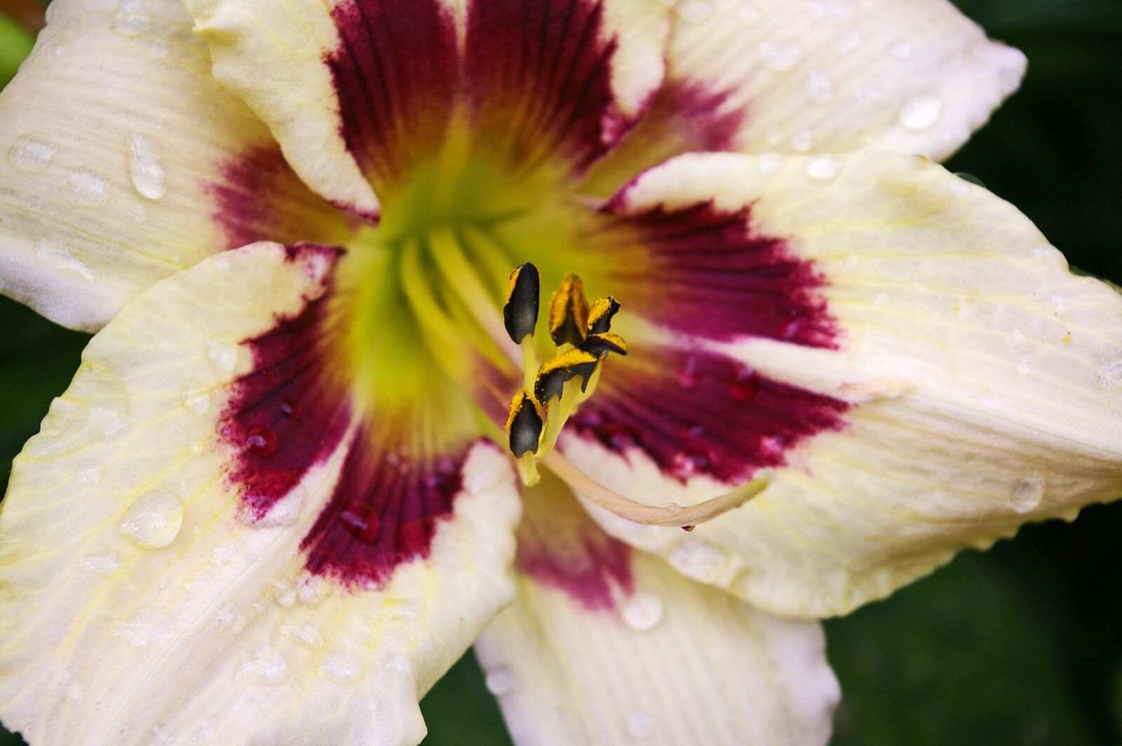 Pentax *ist DL2 sample photo. Daylily, blossom, bloom photography