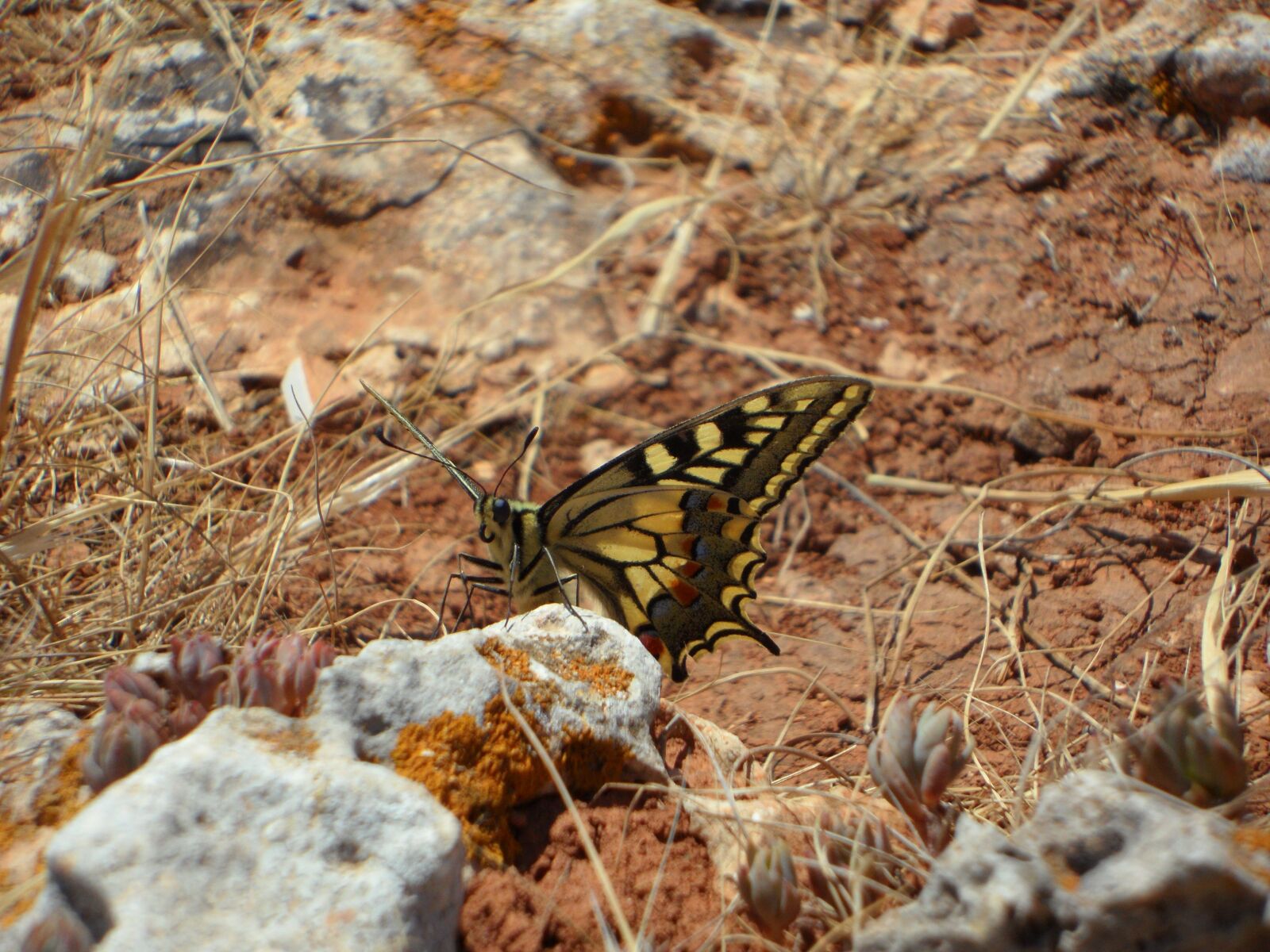Samsung VLUU WB210, SAMSUNG WB210 sample photo. Butterfly, dovetail, insect photography
