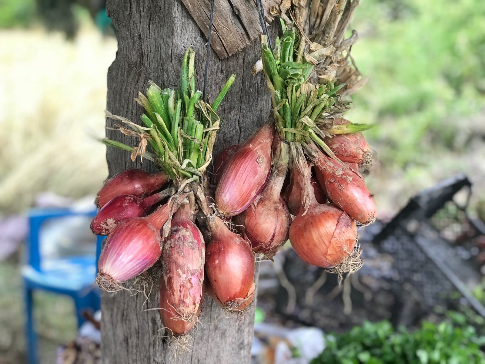 iPhone 7 Plus back dual camera 6.6mm f/2.8 sample photo. Onion, hanging, food photography