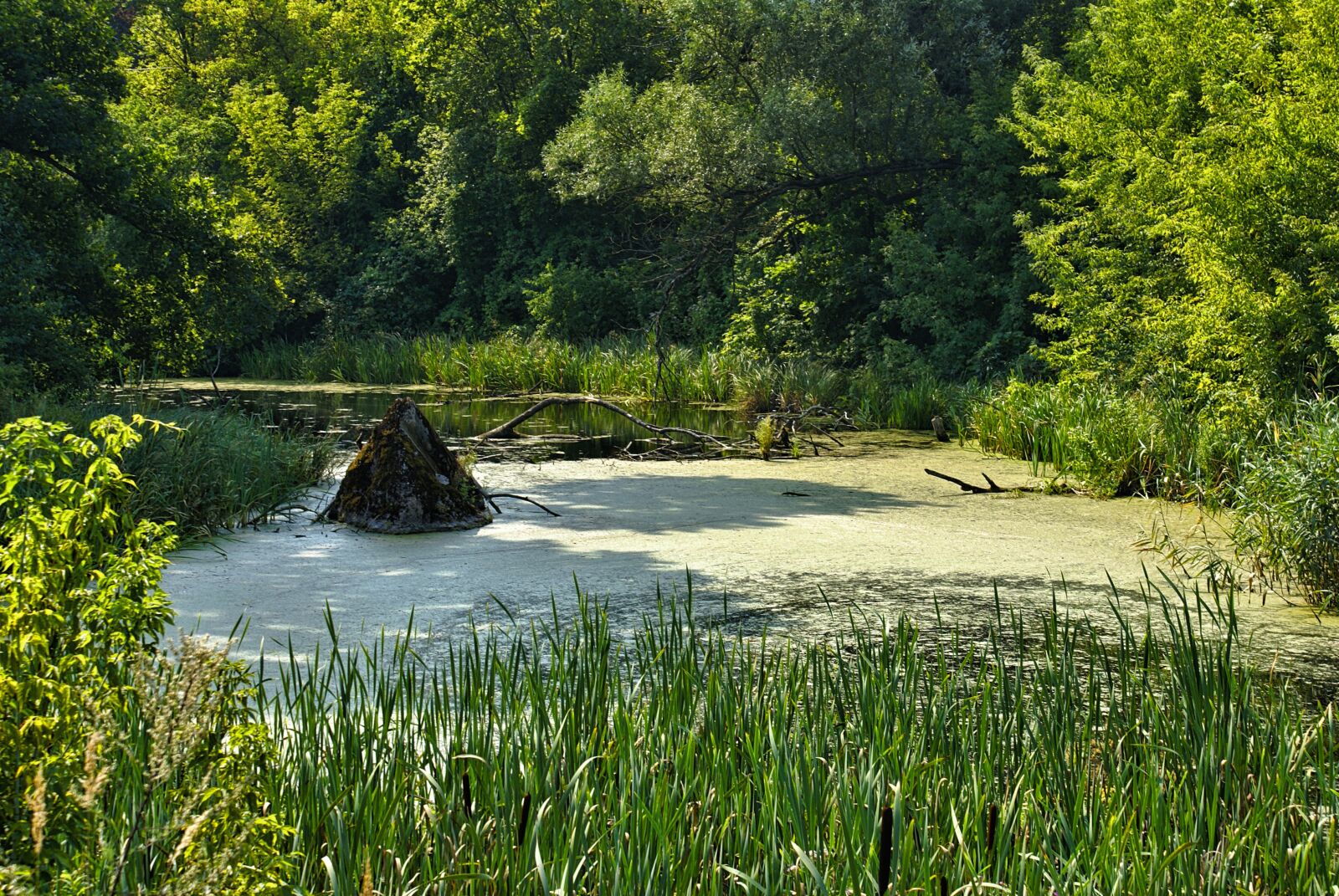 Sony Alpha DSLR-A100 sample photo. River, marsh, supraśl photography
