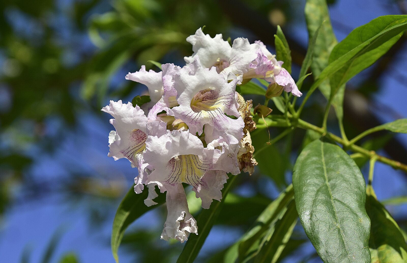 Nikon D7200 sample photo. Flower, garden, plant photography