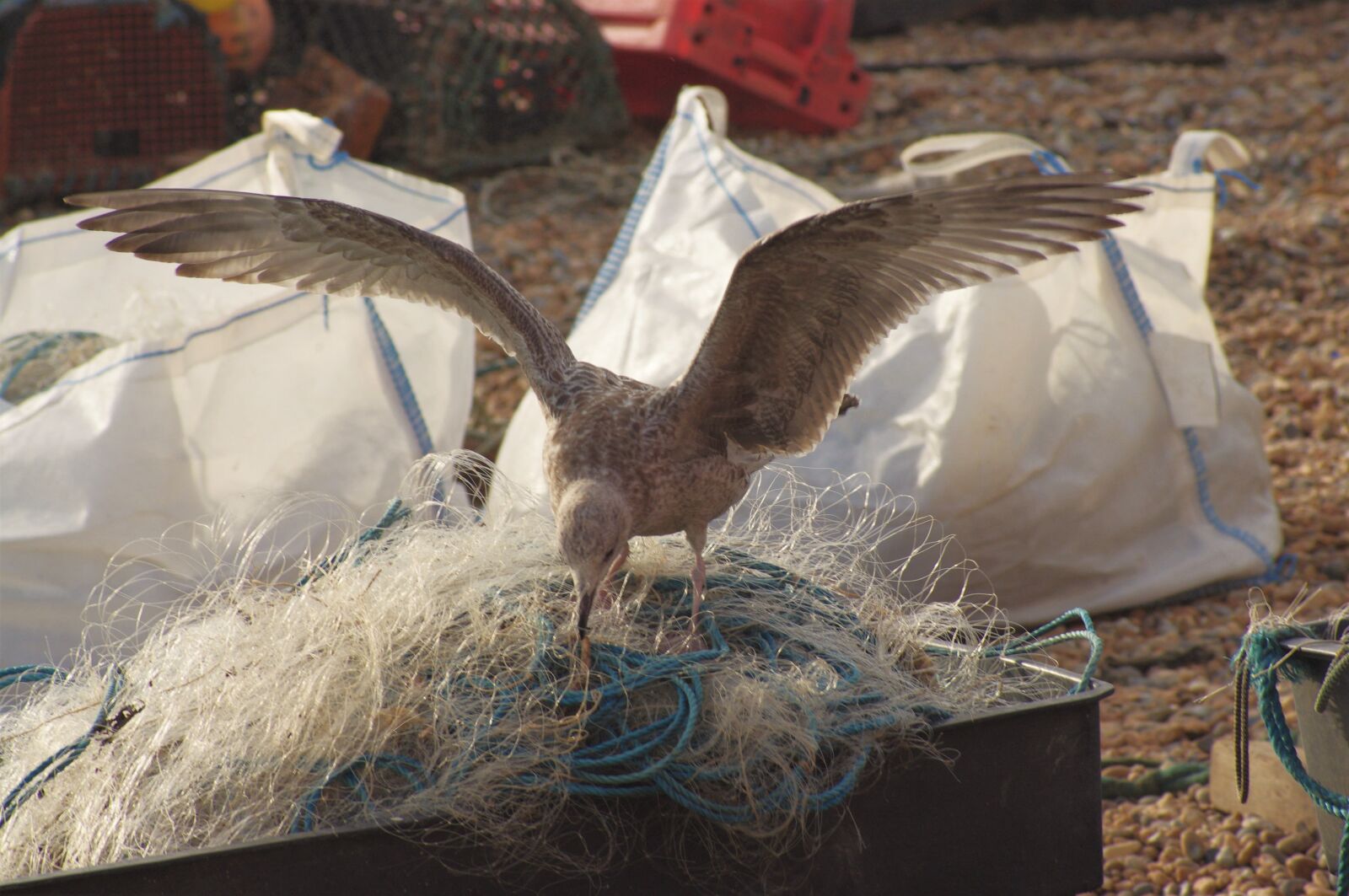Pentax K-x sample photo. Fishing, net, seagull photography