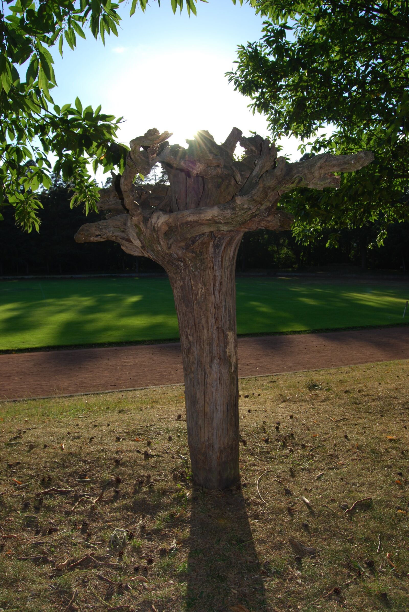 Nikon D40X sample photo. Tree root, conversely, root photography