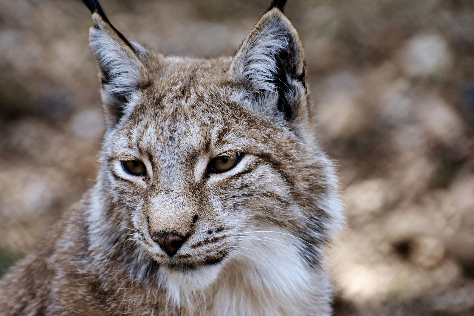 Nikon D7200 sample photo. Lynx, wild animal, wildcat photography
