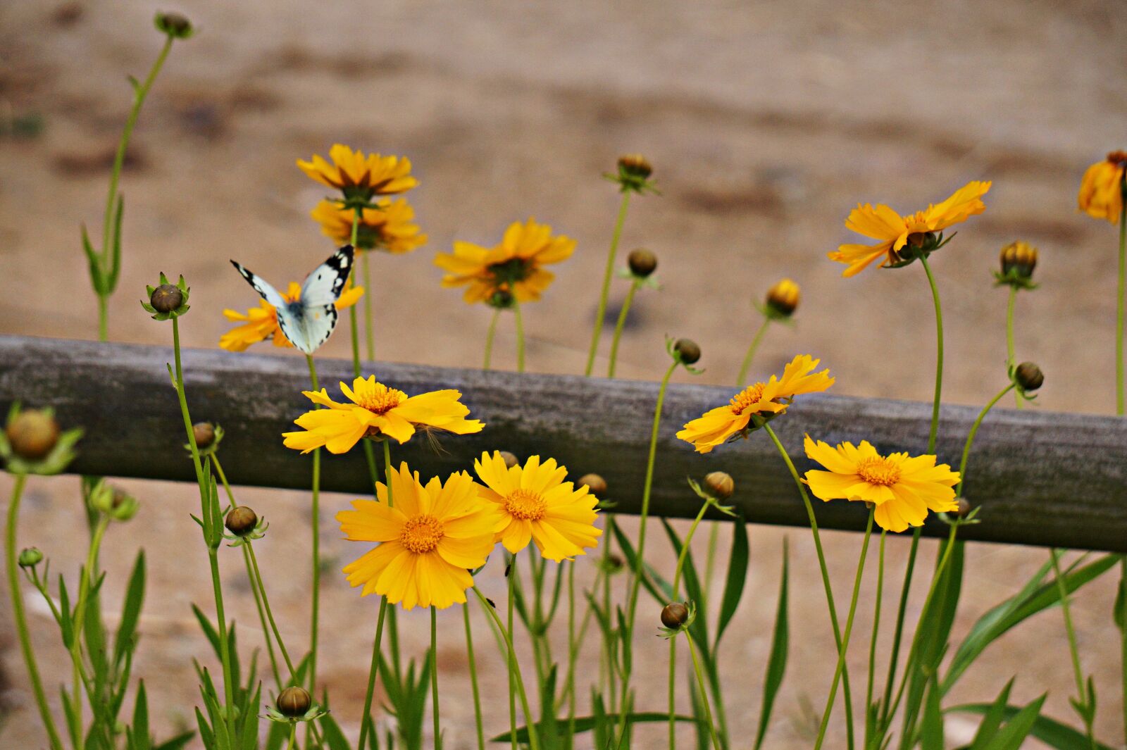 Sony Alpha a5000 (ILCE 5000) sample photo. Butterfly, yellow flowers, geumgyeguk photography