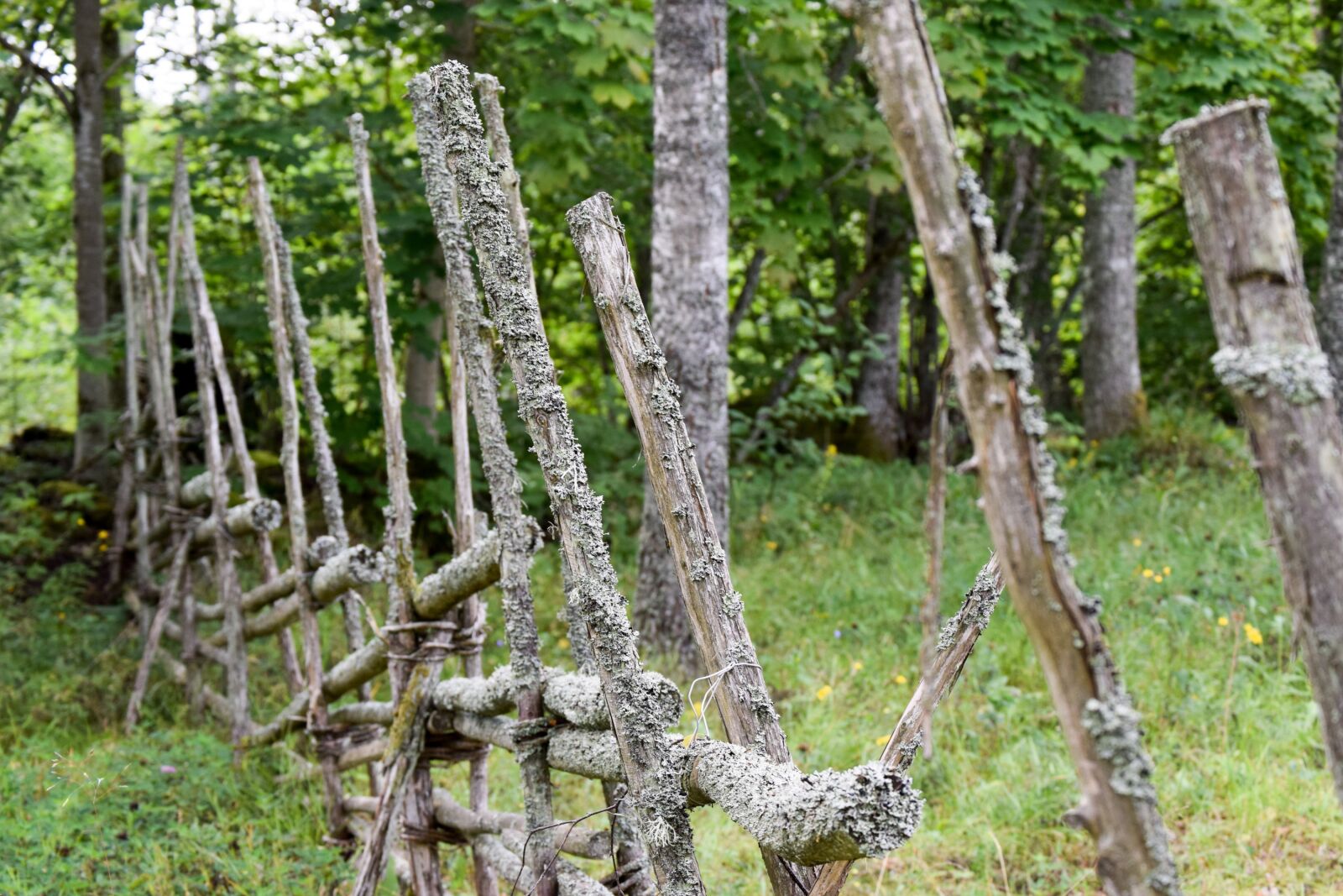 Nikon D3300 sample photo. Fence, småland, old photography