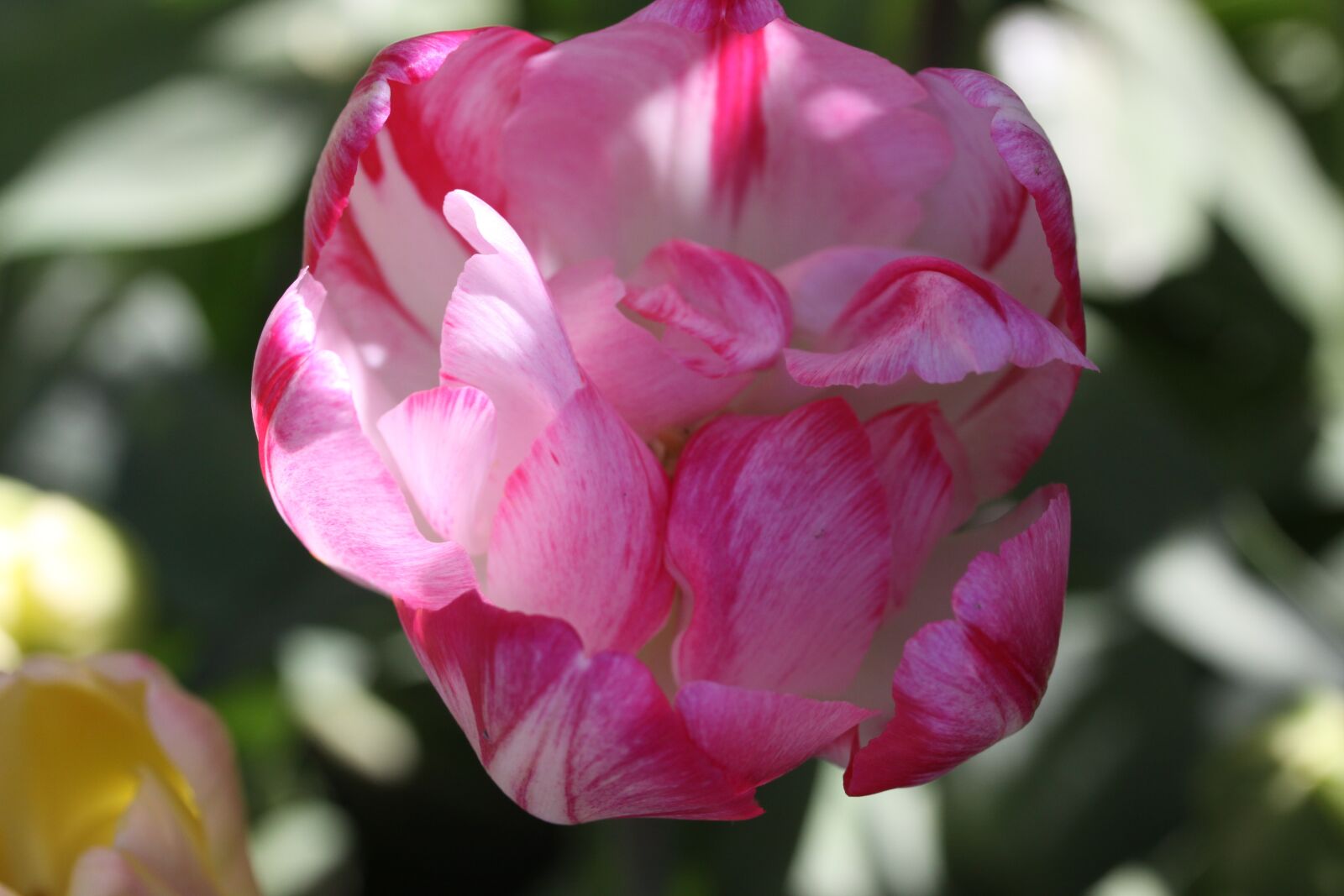 Canon EOS 50D sample photo. Tulip, sunlight, garden photography