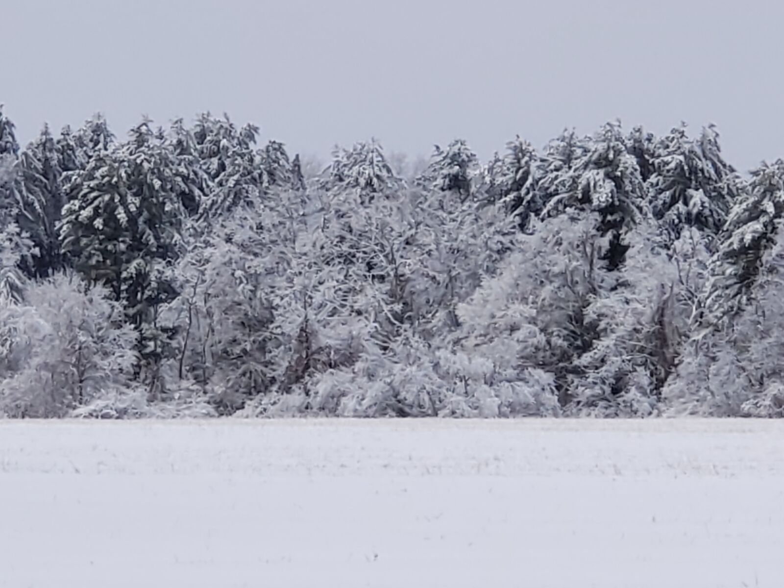 Samsung Galaxy S9+ sample photo. Winter, woods, snowfall photography
