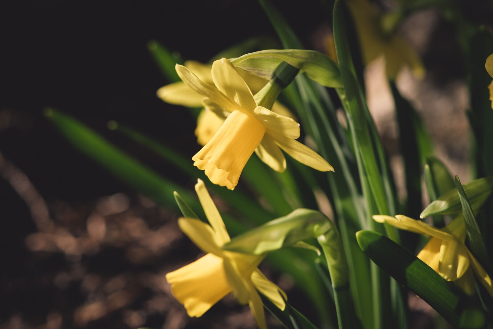 Nikon D750 sample photo. Daffodils, yellow, small photography