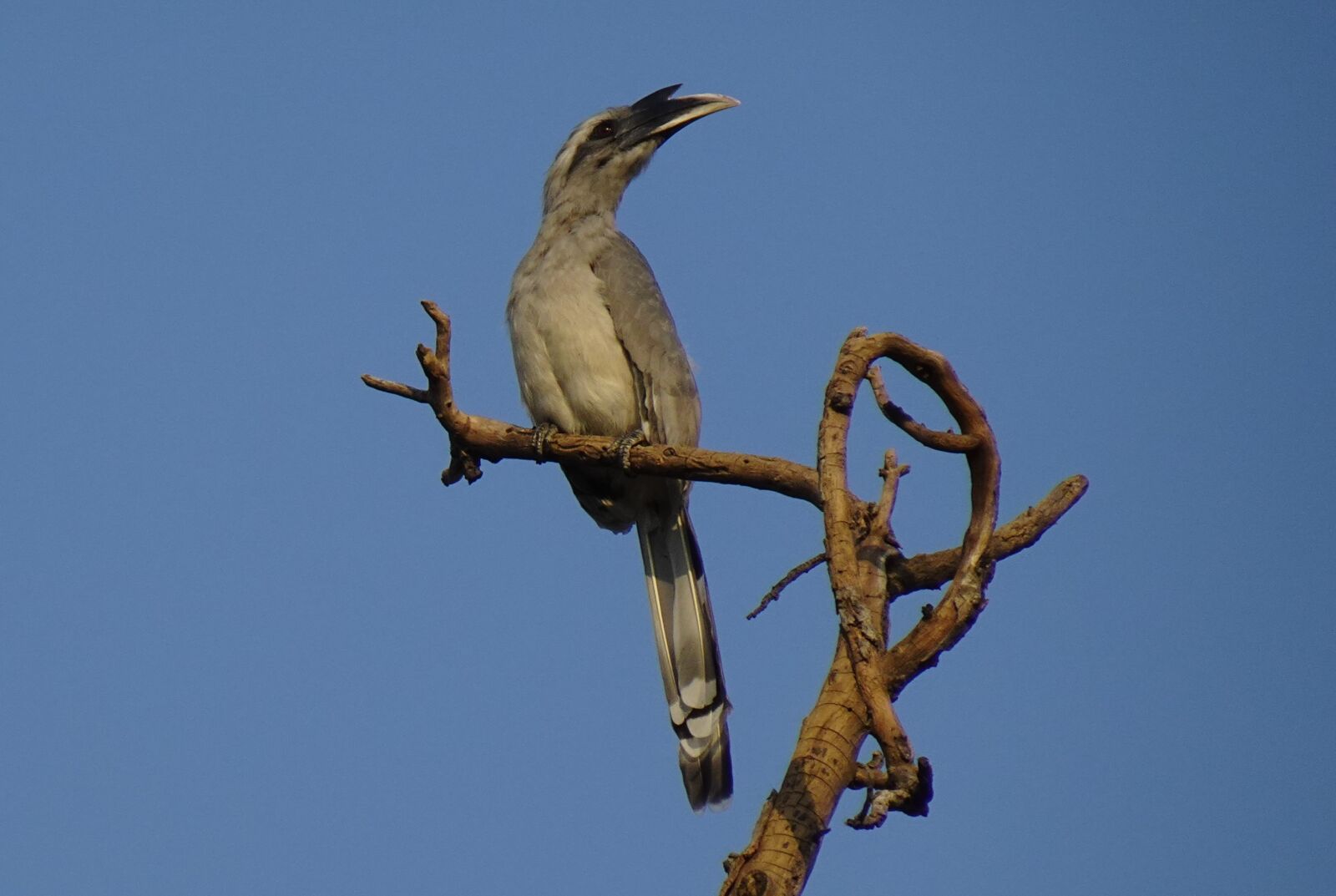 Sony DSC-WX800 sample photo. Bird, hornbill, indian photography