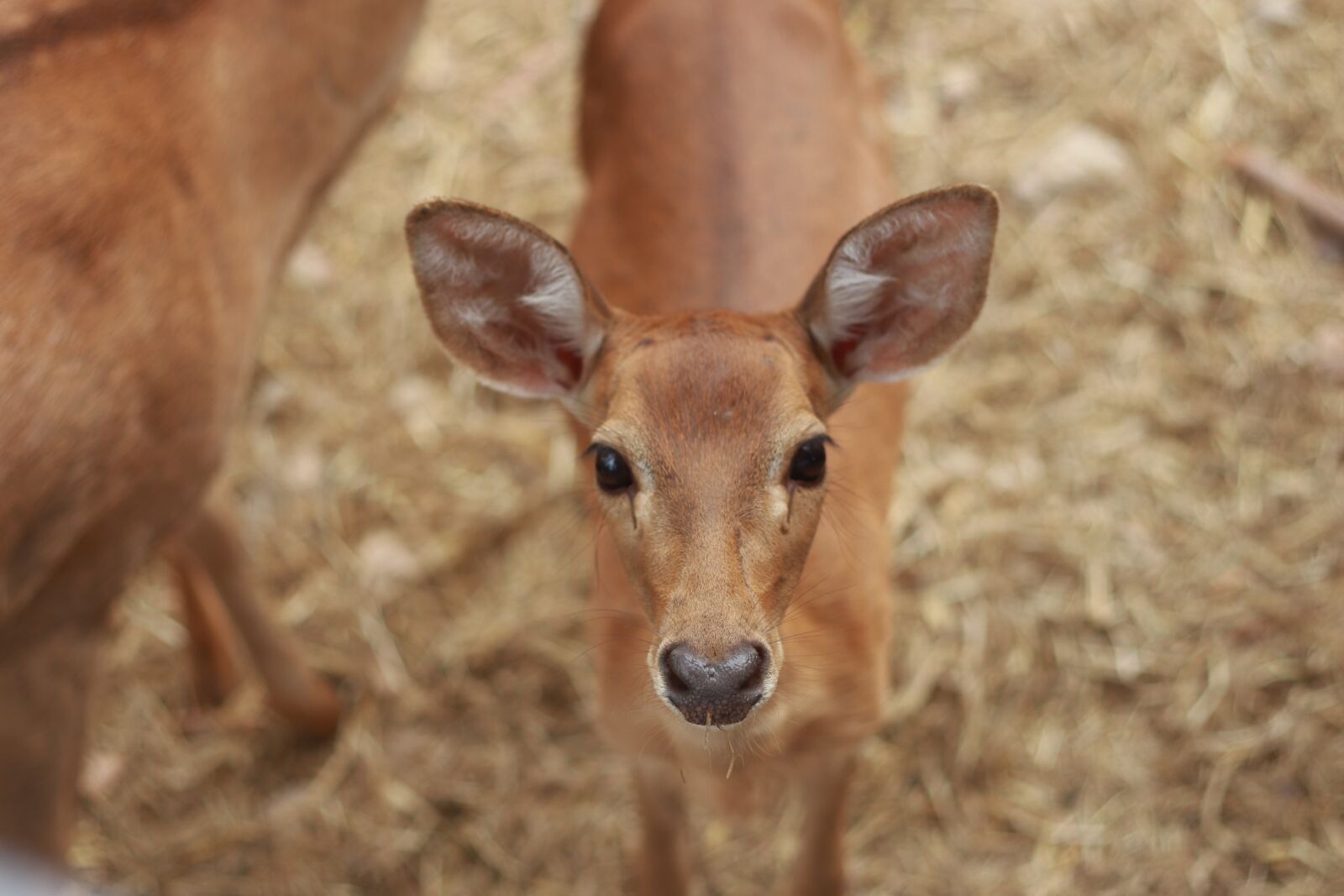 Canon EOS M50 (EOS Kiss M) + Canon EF 50mm F1.8 II sample photo. Dear, zoo, animal photography