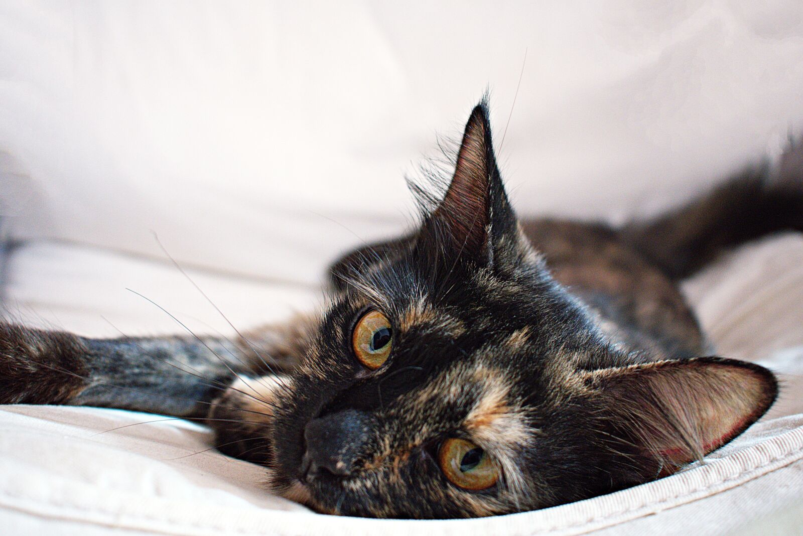 Nikon D3400 sample photo. Cat, tortoiseshell, feline photography