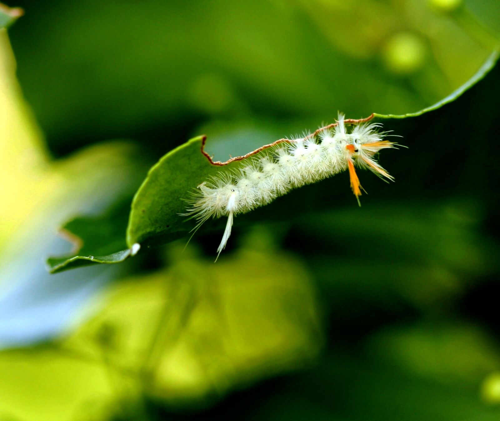 Canon EOS 450D (EOS Rebel XSi / EOS Kiss X2) sample photo. Caterpillar, leaf, insect photography