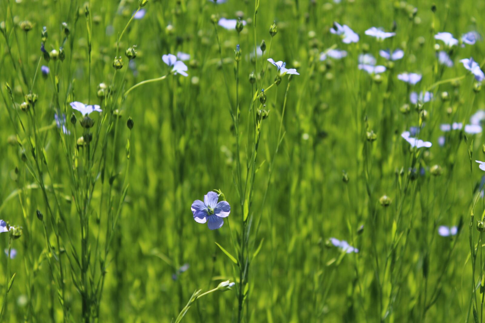Canon EOS 1200D (EOS Rebel T5 / EOS Kiss X70 / EOS Hi) sample photo. Flowers, flax, field photography