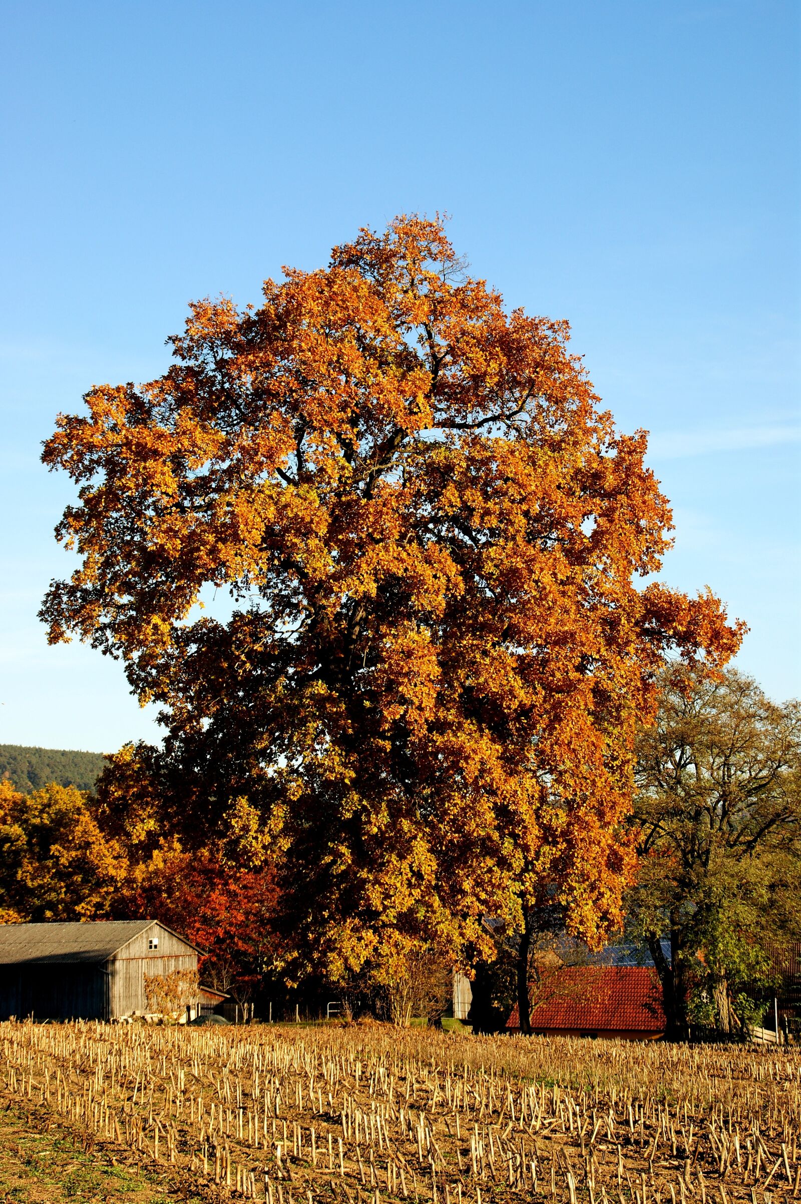 Sony Alpha DSLR-A350 sample photo. Autumn, tree, colorful photography
