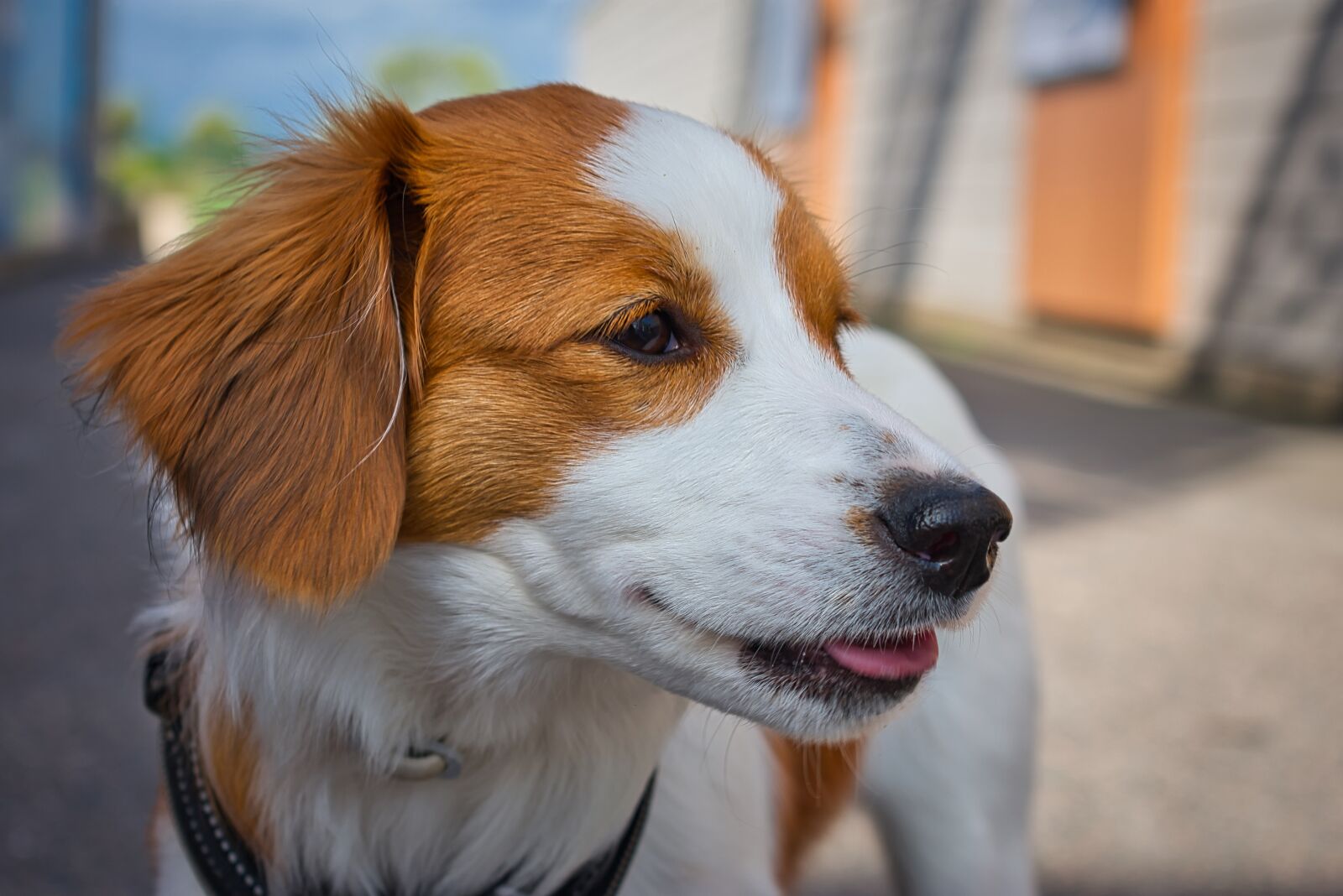 Nikon D3400 sample photo. Kooiker, spaniel, kooikierhondje photography