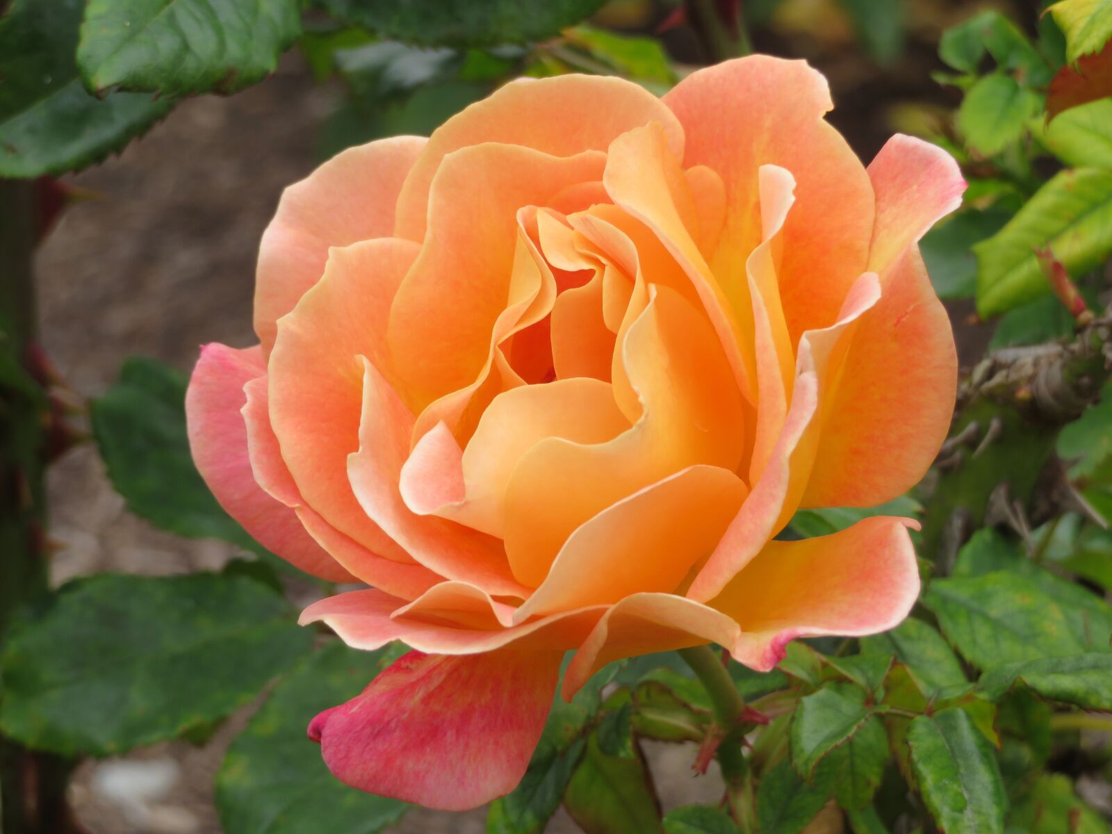 Canon PowerShot SX720 HS sample photo. Floral, rose, orange photography