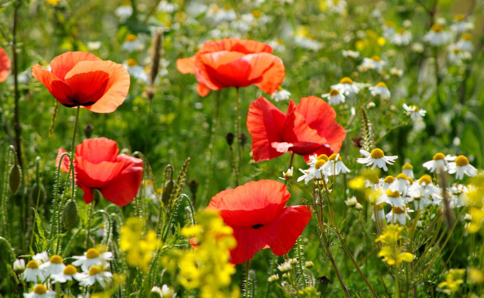 Canon EOS 2000D (EOS Rebel T7 / EOS Kiss X90 / EOS 1500D) sample photo. Red, red poppy, field photography
