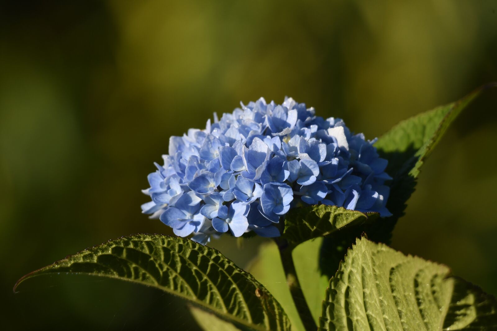 Nikon D500 sample photo. Hydrangeas, blue hydrangeas, flowers photography