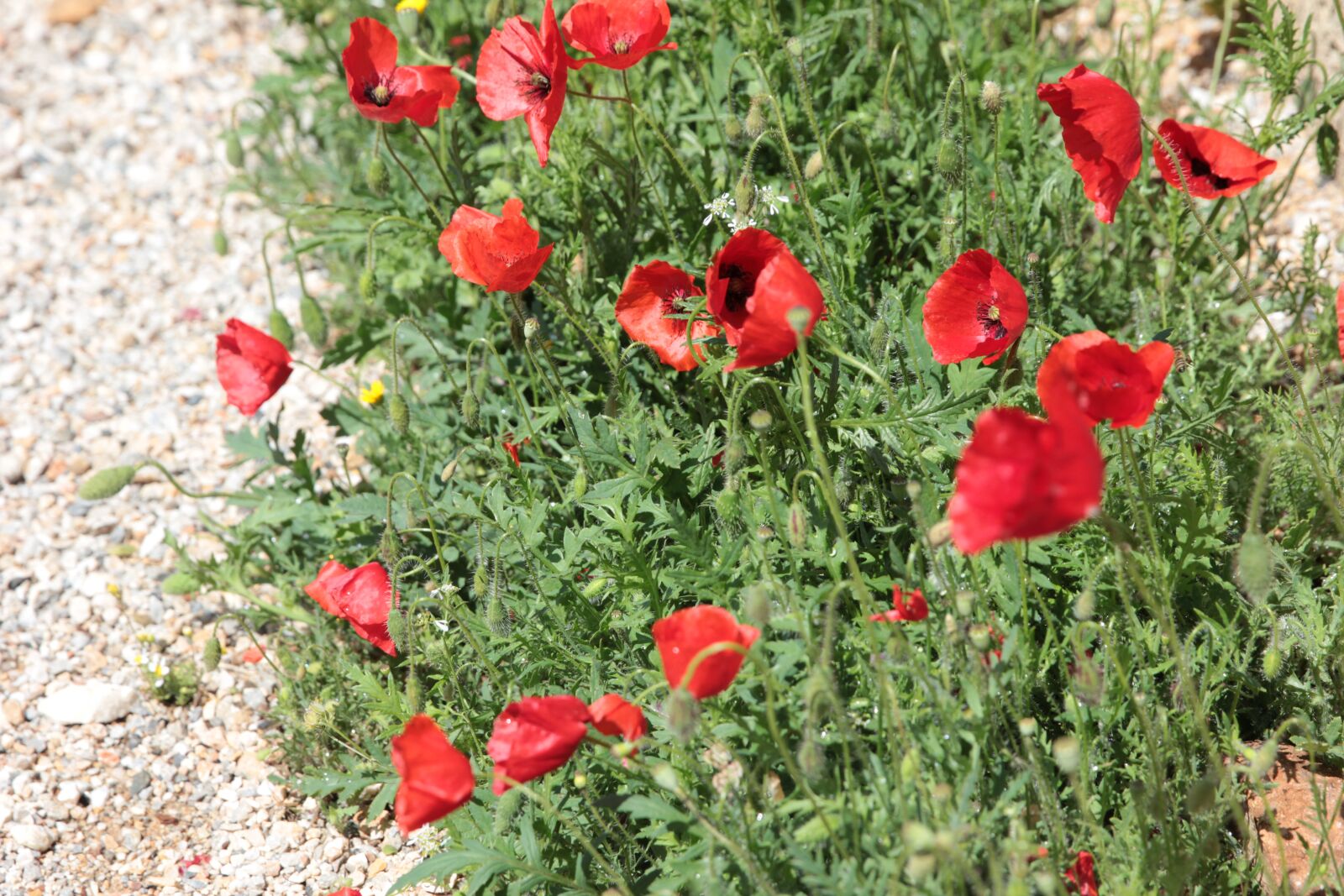 Canon EOS 550D (EOS Rebel T2i / EOS Kiss X4) sample photo. Papaver rhoeas, poppies, plant photography