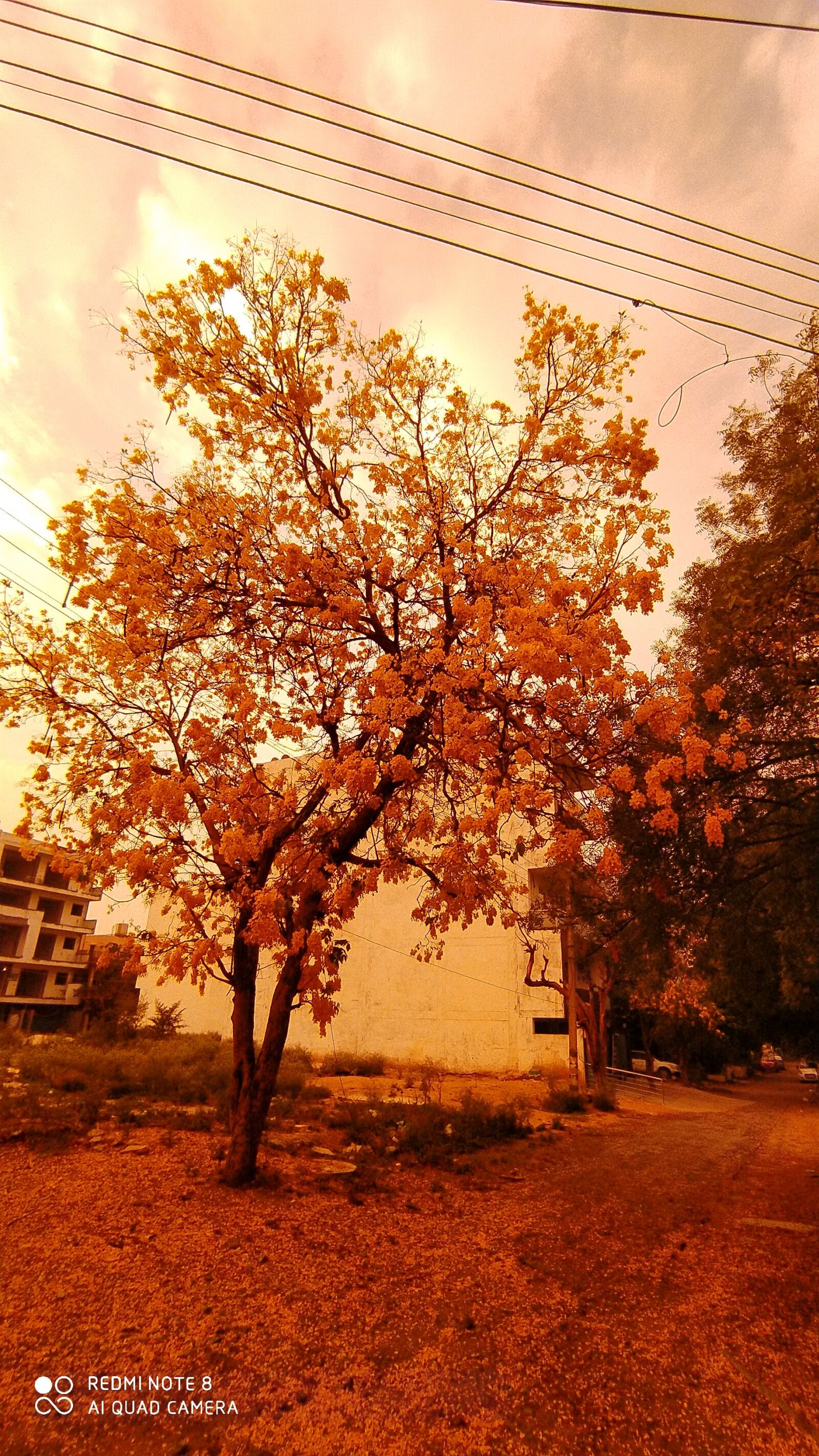 Xiaomi Redmi Note 8 sample photo. Tree, nature, morning photography