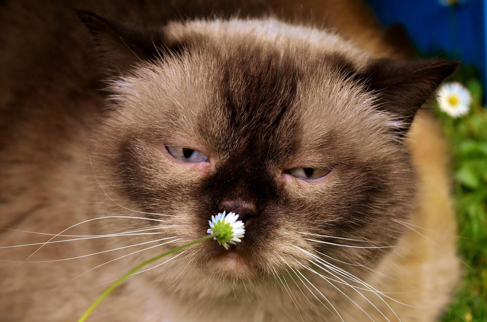 Nikon D7200 sample photo. British shorthair, cat, animal photography