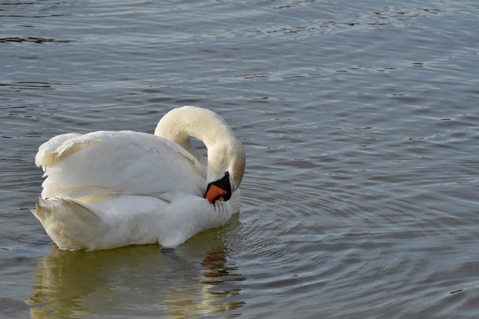 Nikon D5500 sample photo. Lake, swan, swimming, aquatic photography