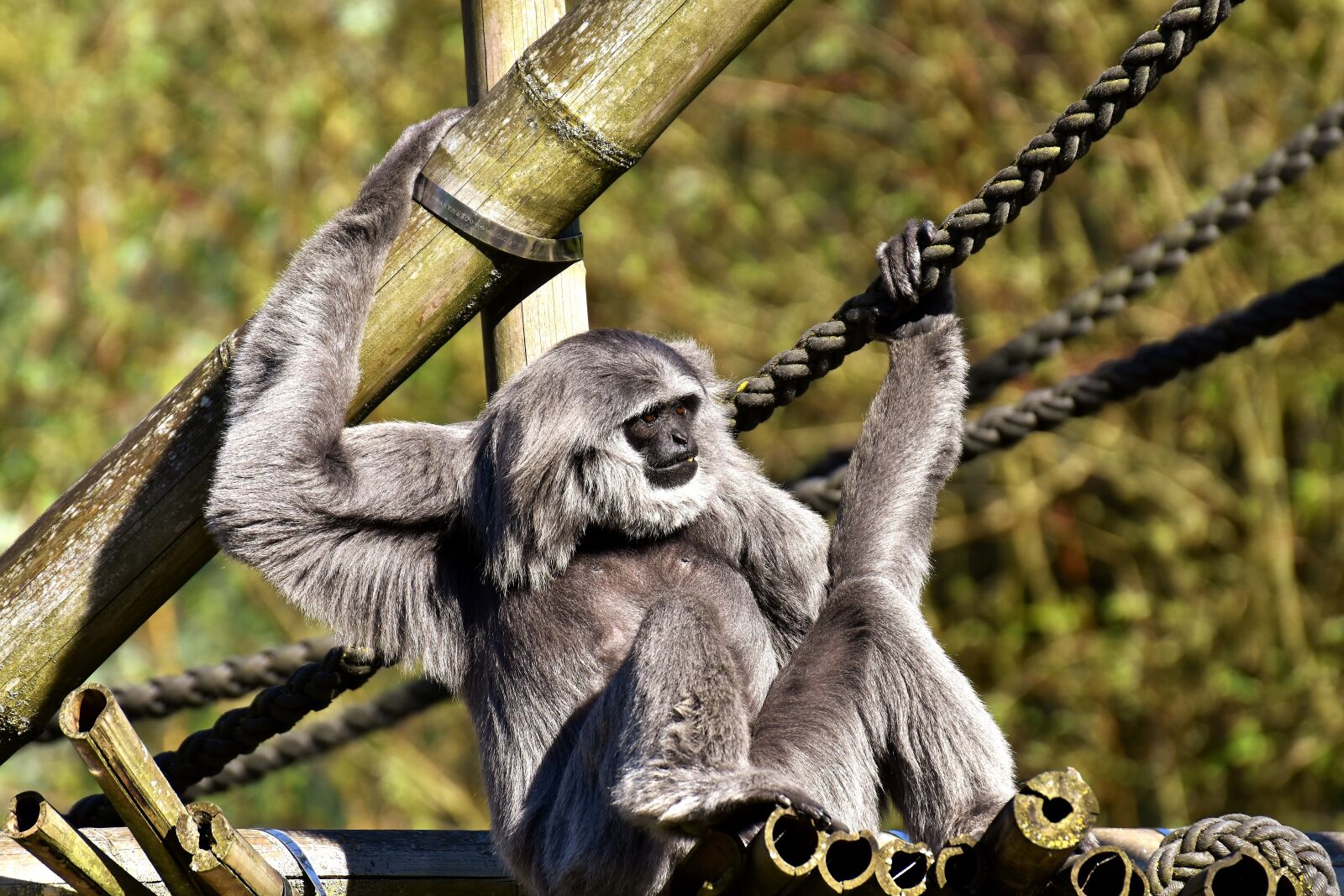 Nikon D7200 sample photo. Silver gibbon, javan gibbon photography