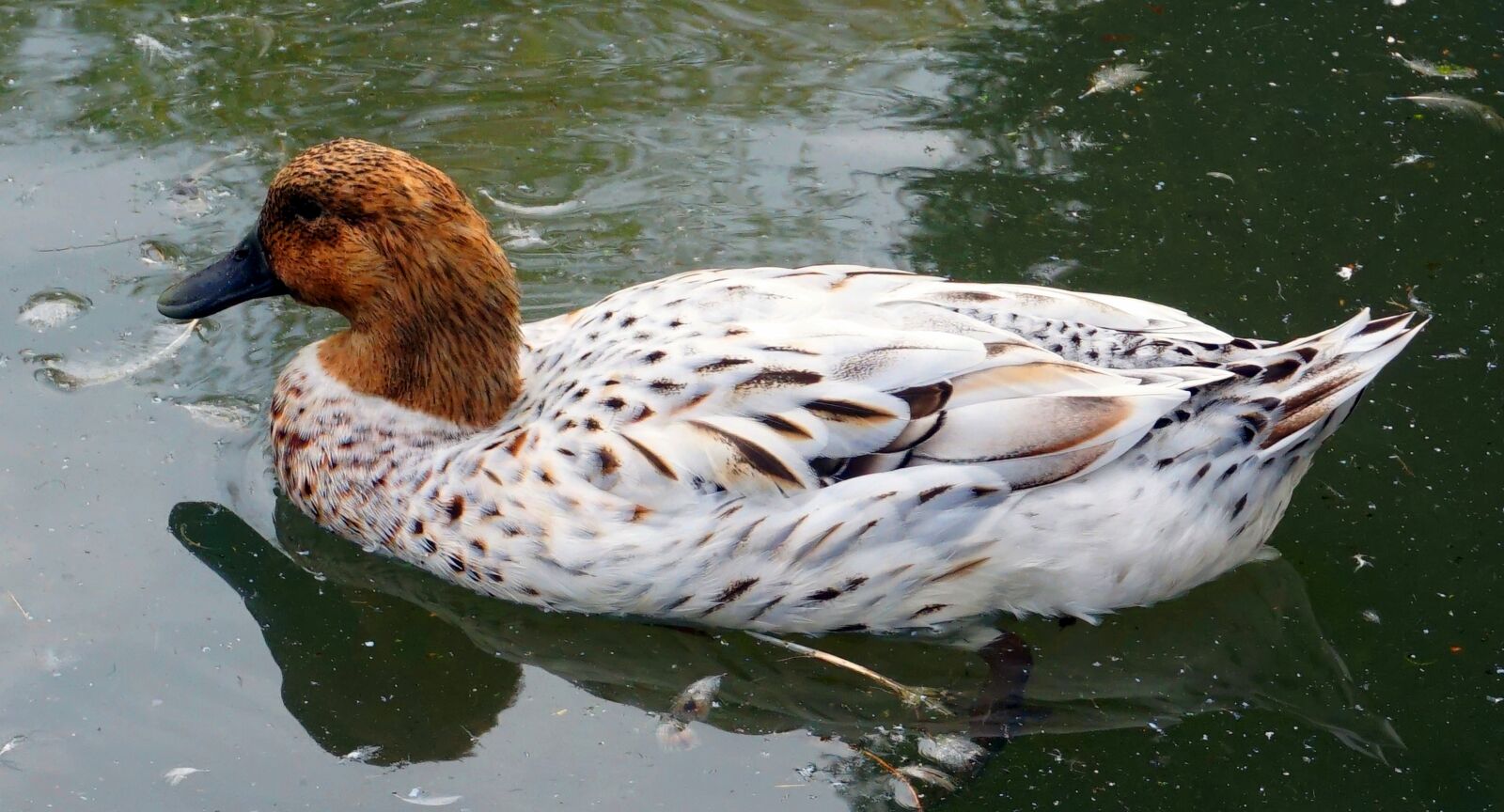 Sony Alpha a5000 (ILCE 5000) sample photo. Duck, animal, nature photography