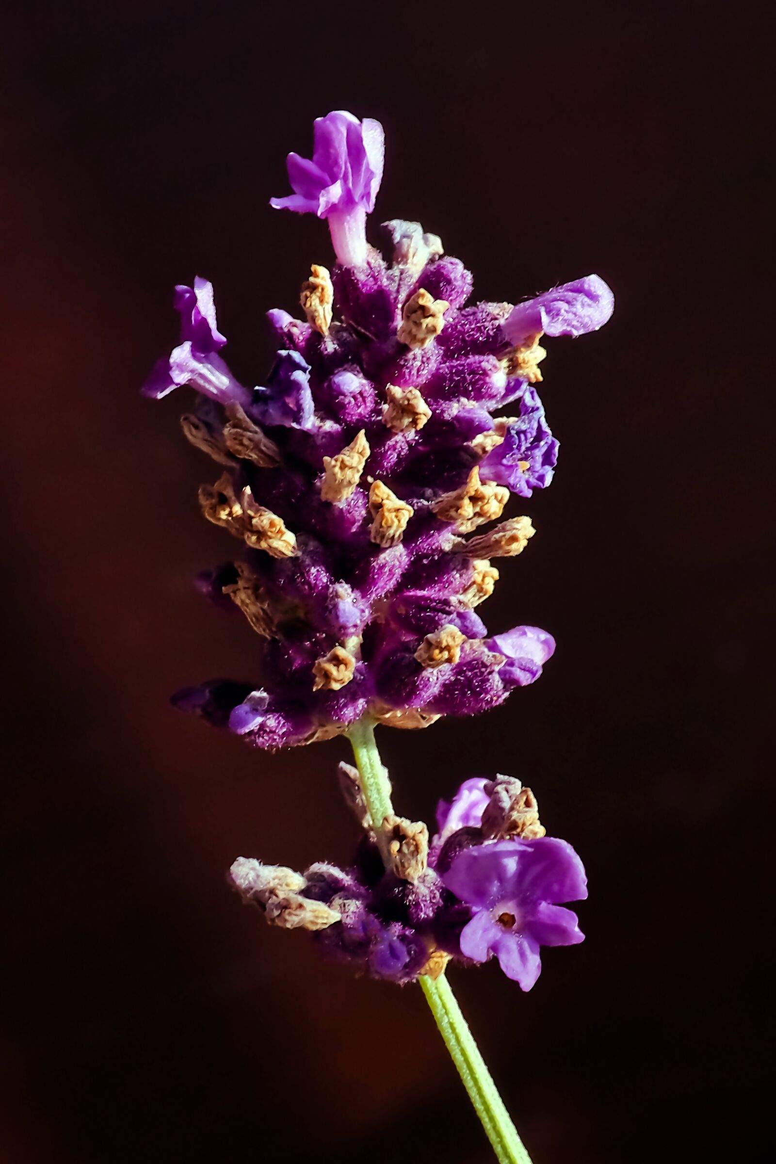 Olympus OM-D E-M10 sample photo. Lavender, flower, purple photography
