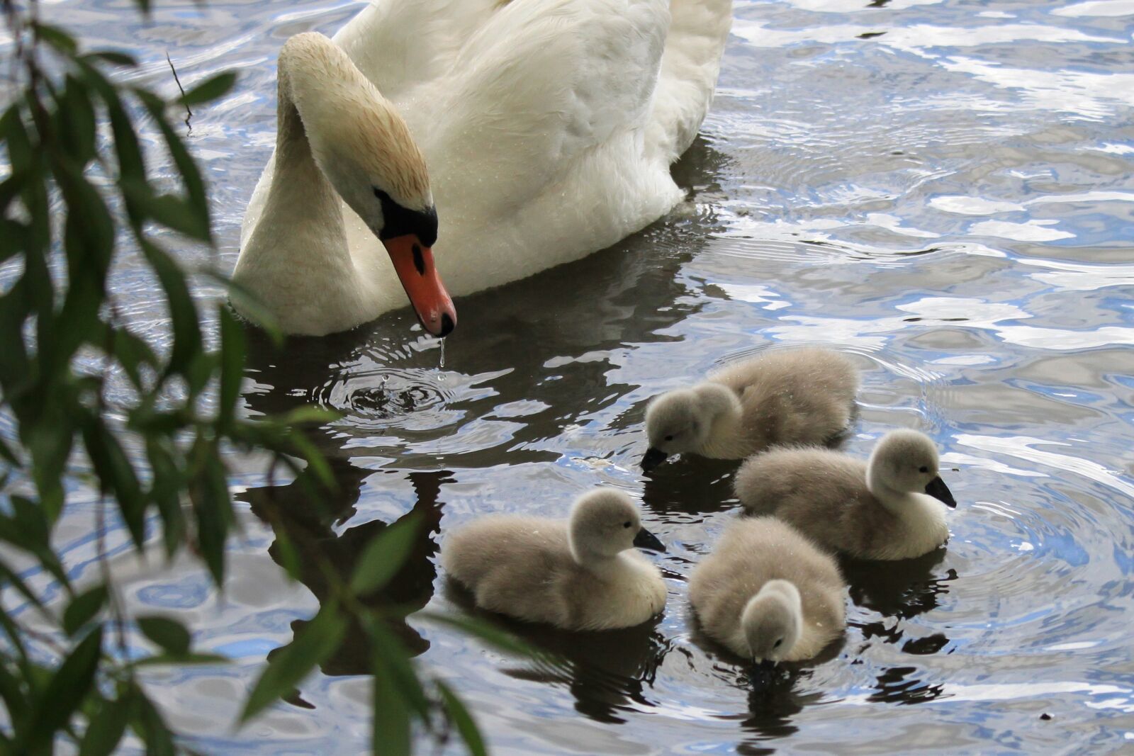 Canon EOS 500D (EOS Rebel T1i / EOS Kiss X3) sample photo. Swan, babies, chicks photography