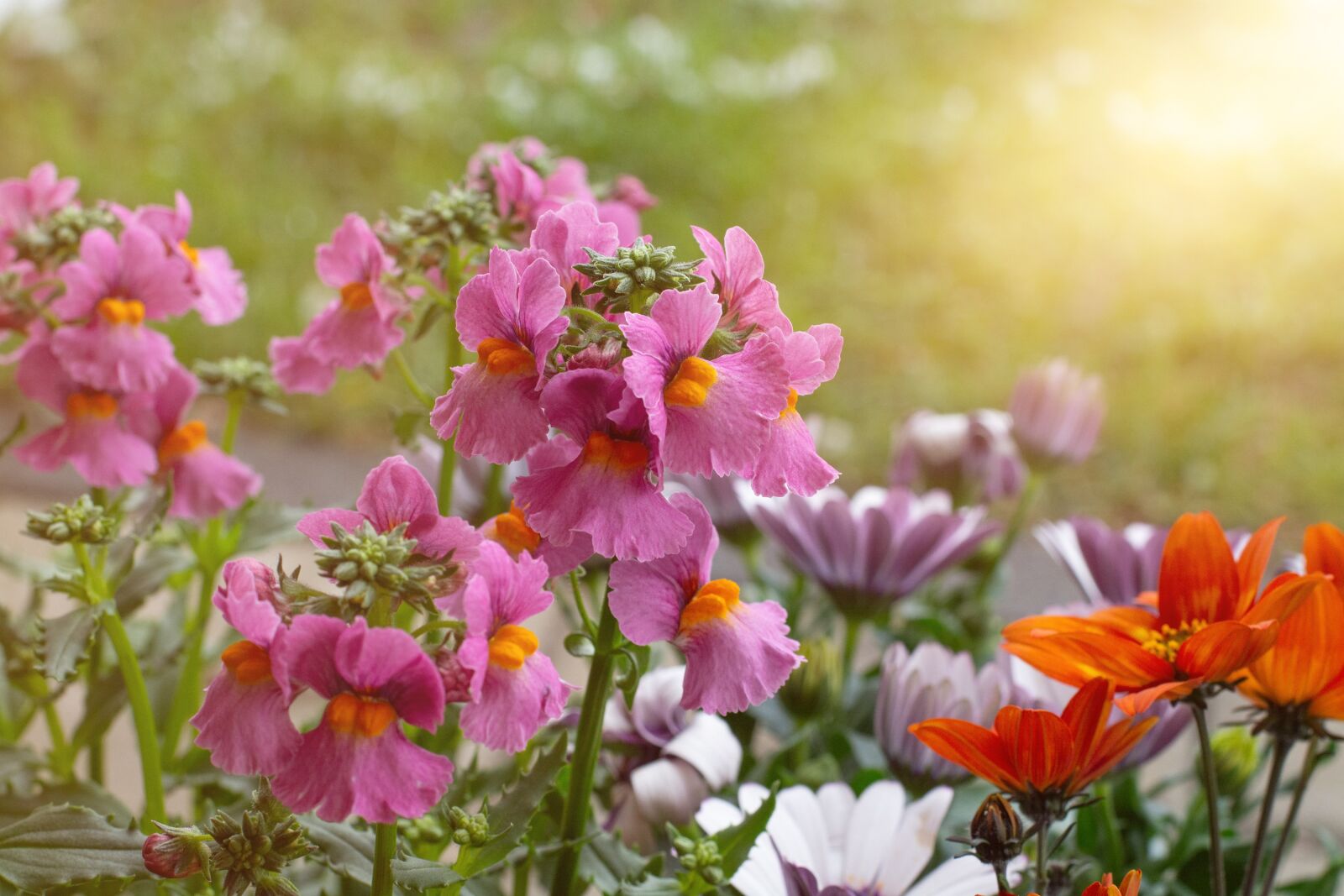 Nikon D7100 sample photo. Flowers, garden, nature photography